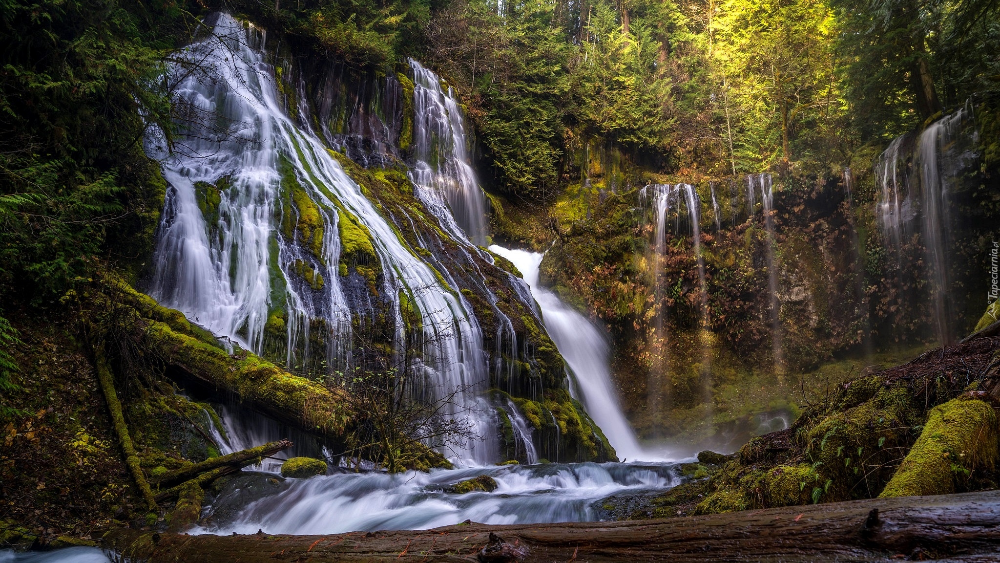 Las, Drzewa, Wodospad Panther Creek Falls, Gifford Pinchot National Forest, Stan Waszyngton, Stany Zjednoczone