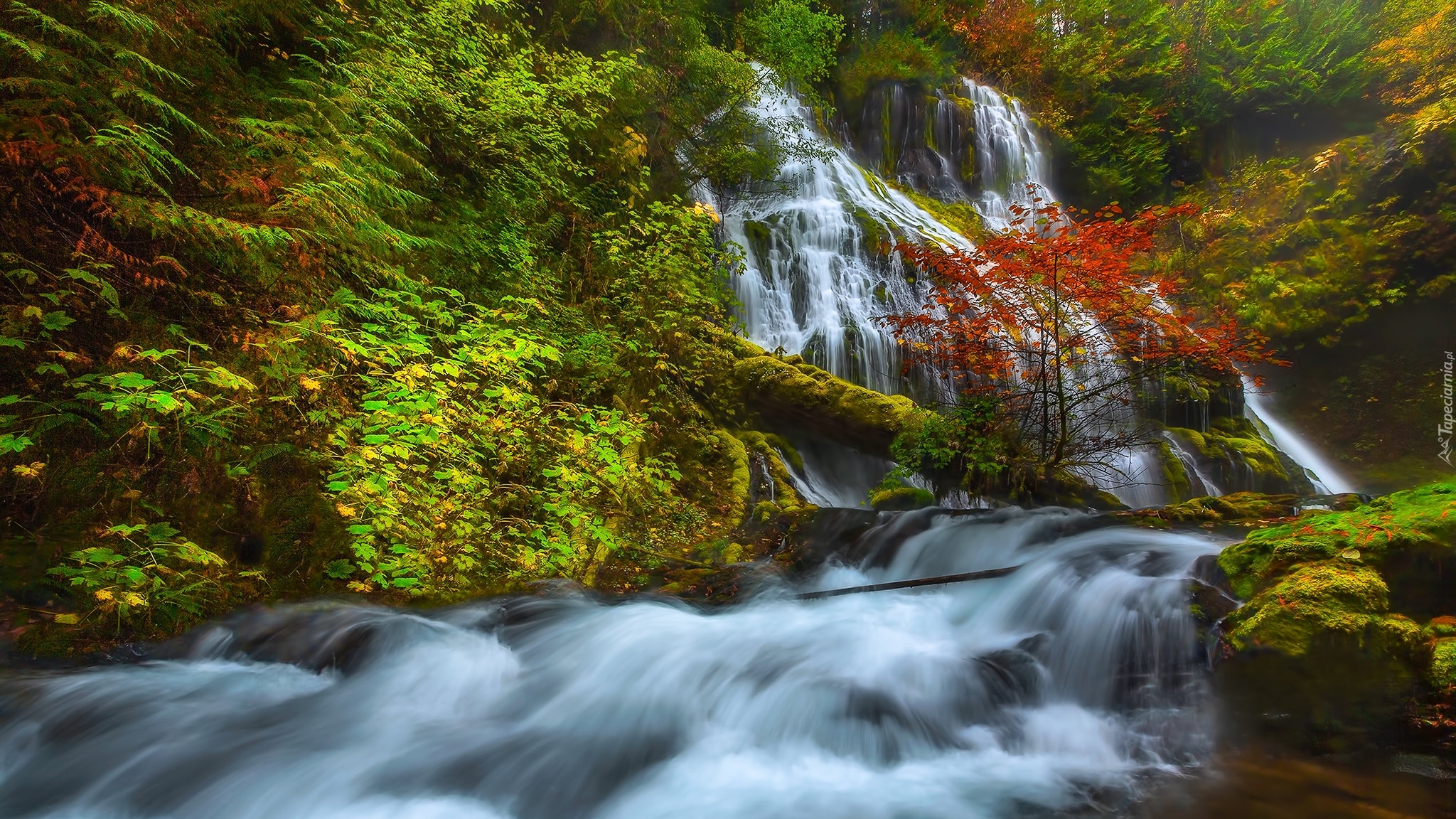 Stany Zjednoczone, Stan Waszyngton, Panther Creek Falls, Wodospad, Las, Rzeka, Drzewa, Miejsce chronione, Gifford Pinchot National Forest