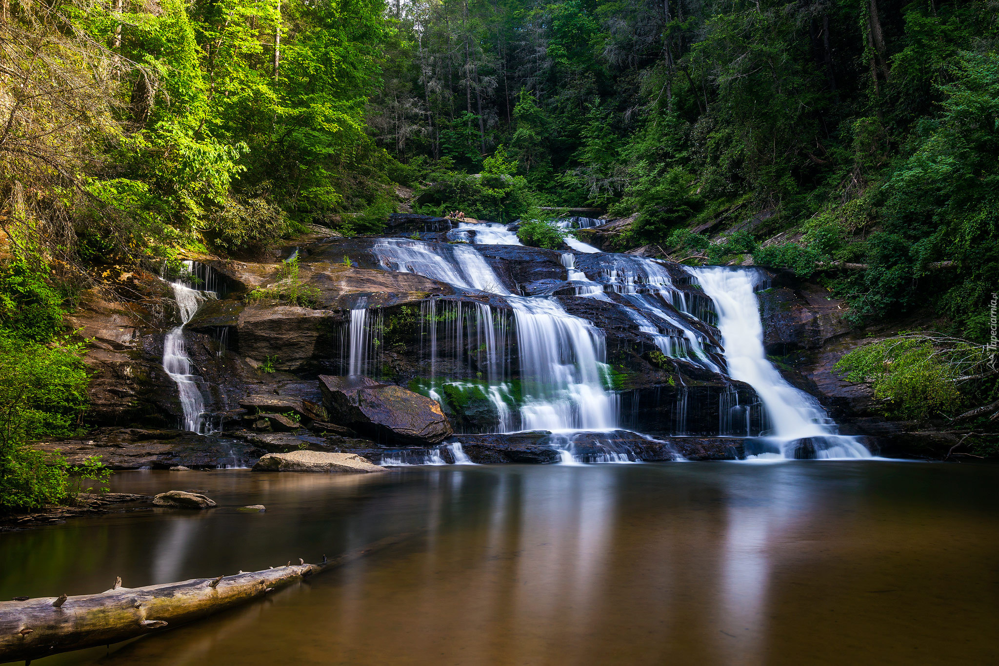 Stany Zjednoczone, Waszyngton, Wodospad Panther Creek Falls, Las