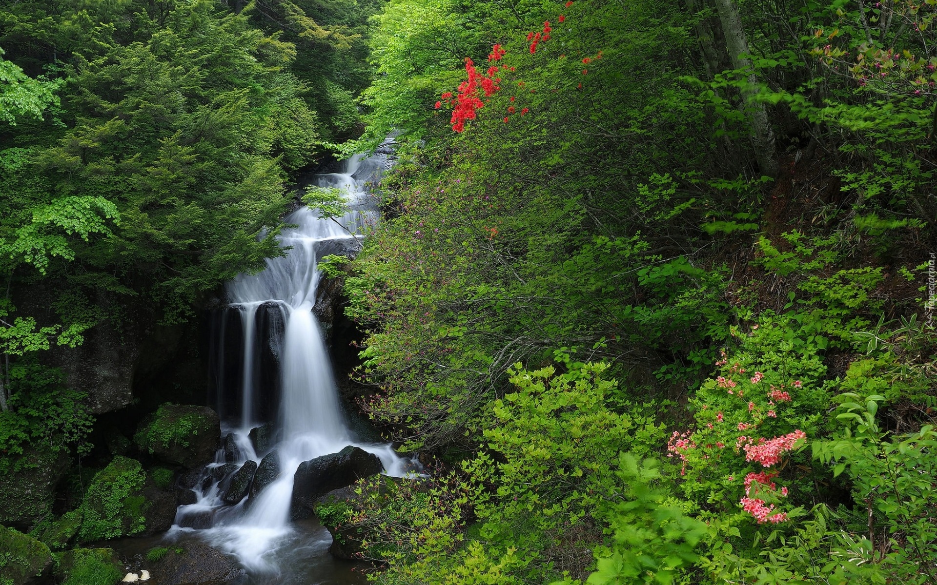 Las, Drzewa, Wodospad Ryuzu Falls, Kaskady, Wyspa Honsiu, Park Narodowy Nikko, Japonia