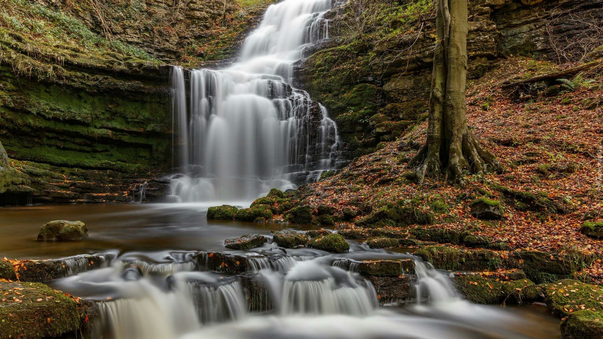 Anglia, Park Narodowy Yorkshire Dales, Wodospad Scaleber Force, Rzeka, Skały, Drzewo, Liście