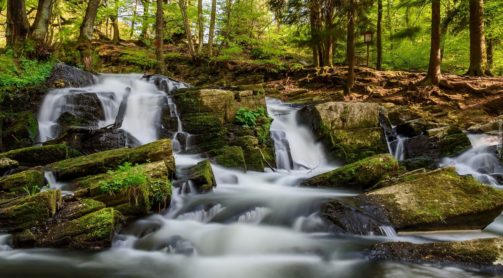 Niemcy, Rzeka Selke, Wodospad Selkefall, Kamienie, Las