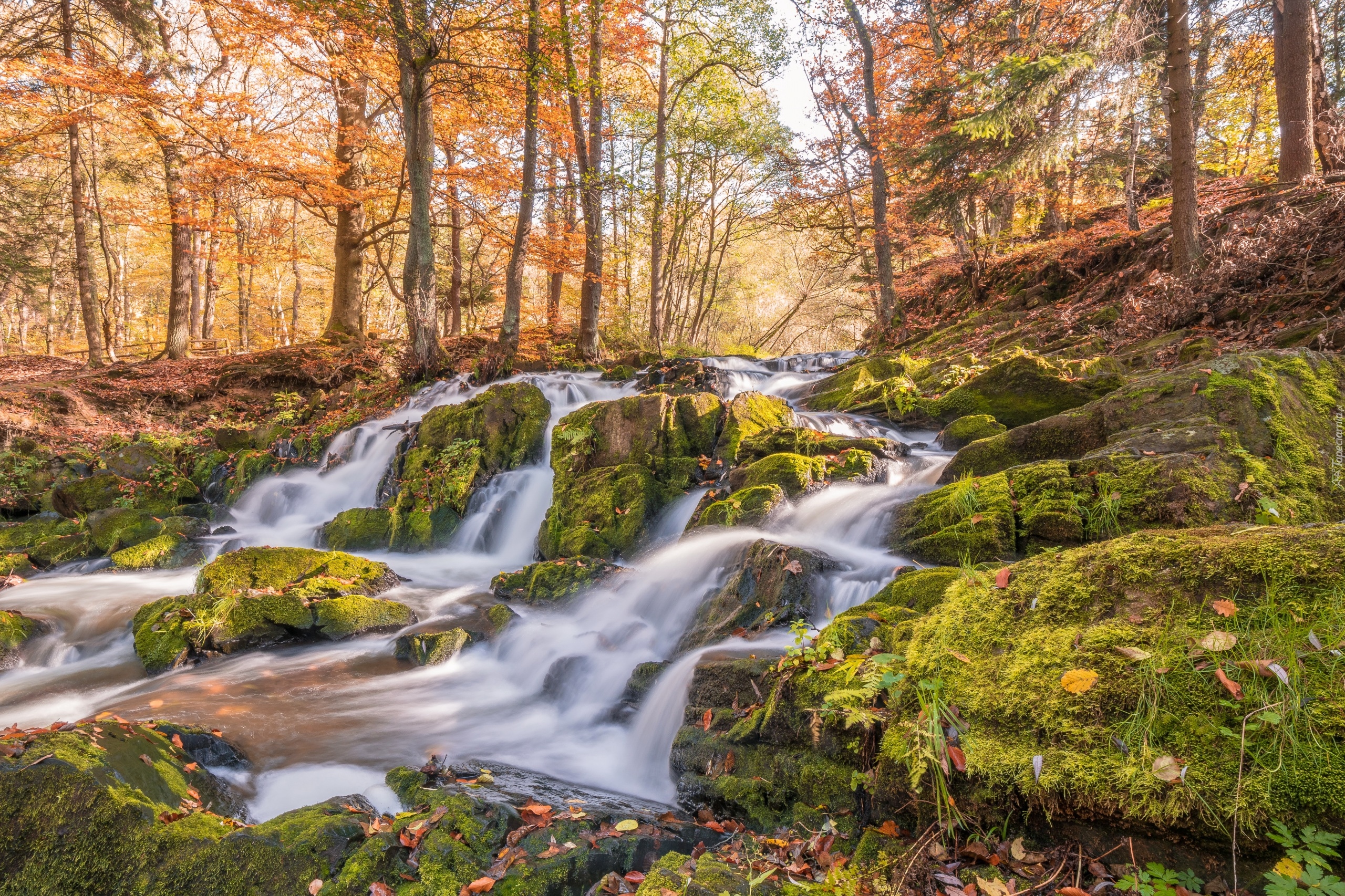 Niemcy, Miasto Harzgerode, Góry Harz, Rzeka Selke, Wodospad Selkefall, Jesień, Las, Omszałe, Kamienie