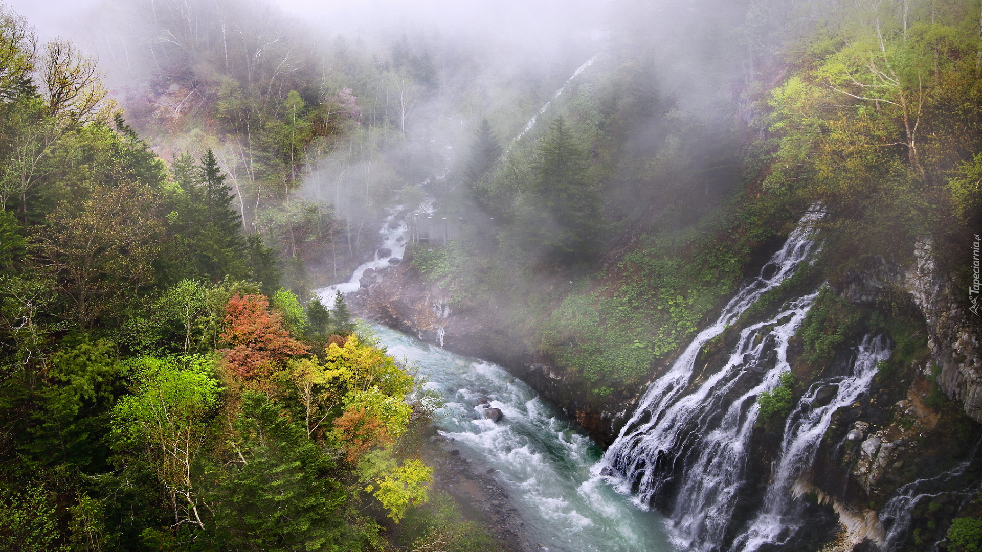 Jesień, Las, Drzewa, Mgła, Rzeka, Biei River, Wodospad, Shirahige Waterfall, Hokkaido, Japonia