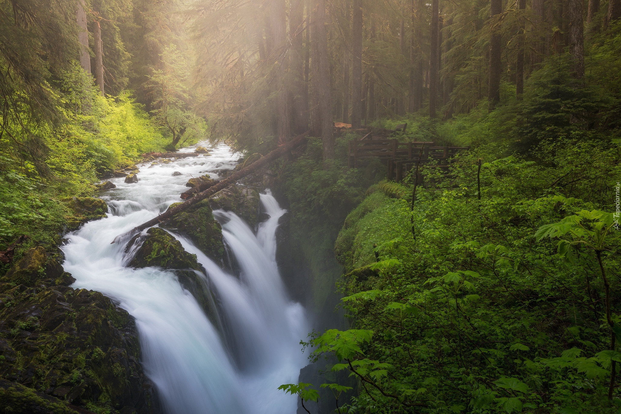 Stany Zjednoczone, Stan Waszyngton, Park Narodowy Olympic, Las, Wodospad Sol Duc Falls, Rzeka, Drzewa, Mgła