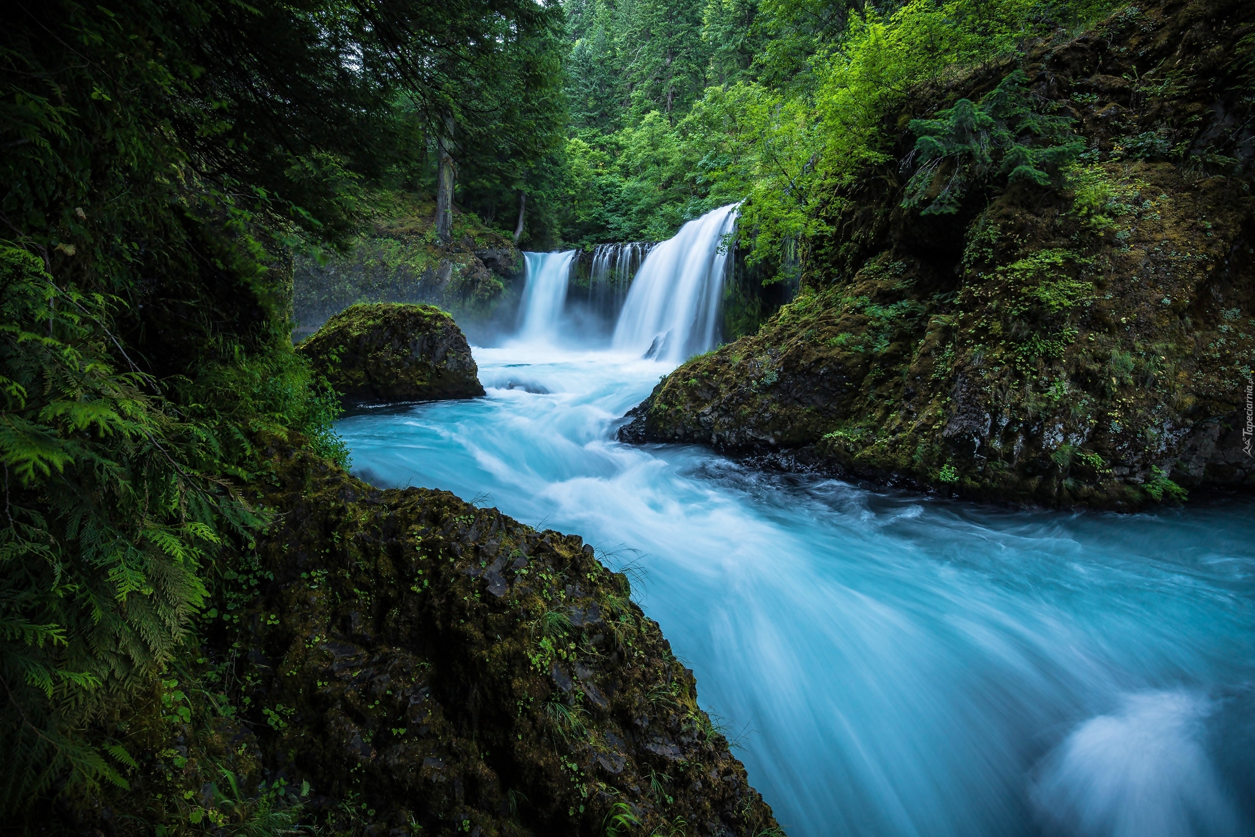 Stany Zjednoczone, Stan Waszyngton, Hrabstwo Skamania, Rezerwat przyrody Columbia River Gorge, Las, Rzeka Little White Salmon River,  Wodospad Spirit Falls