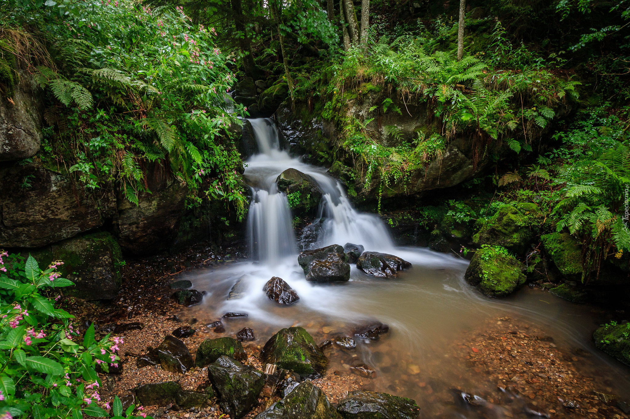 Las, Drzewa, Wodospad, Todtnau Waterfall, Rzeka, Skały, Kamienie, Paprocie, Zieleń, Fryburg Bryzgowijski, Niemcy