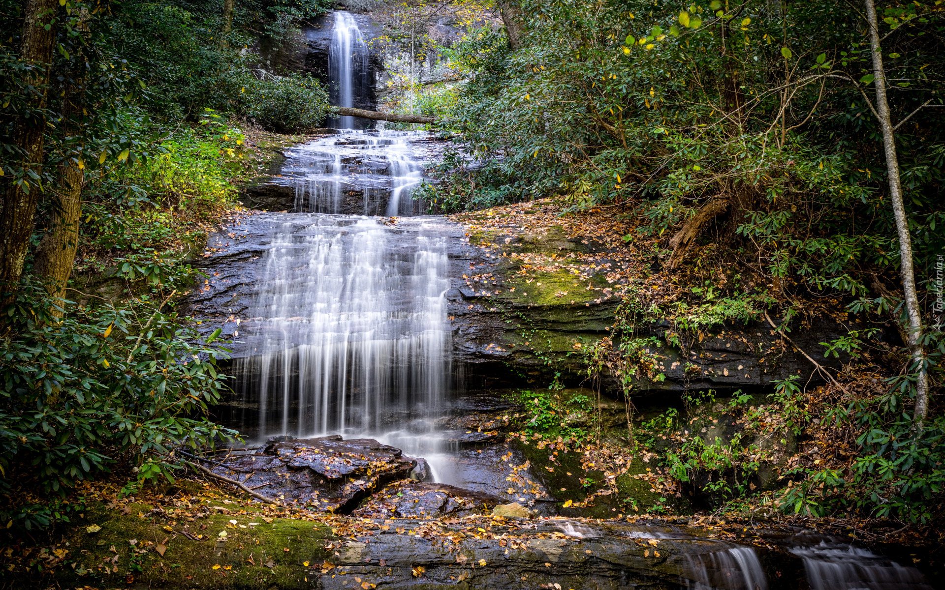 Stany Zjednoczone, Stan Georgia, Wodospad Upper DeSoto Falls, Rzeka Frogtown Creek, Las, Drzewa  Drzewo