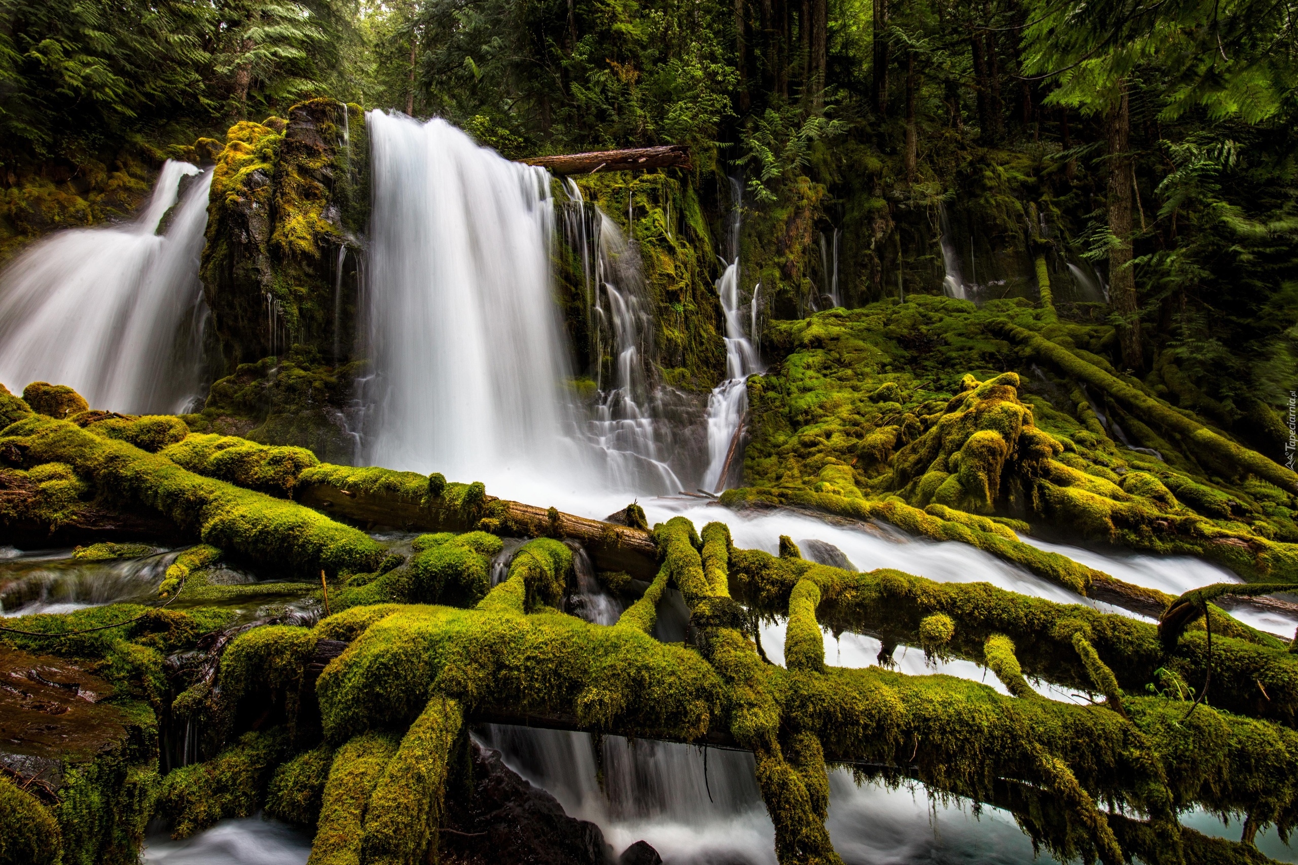 Stany Zjednoczone, Stan Oregon, Park Downing Creek Falls, Wodospad Upper Downing Creek Falls, Las, Drzewa, Omszałe, Gałęzie