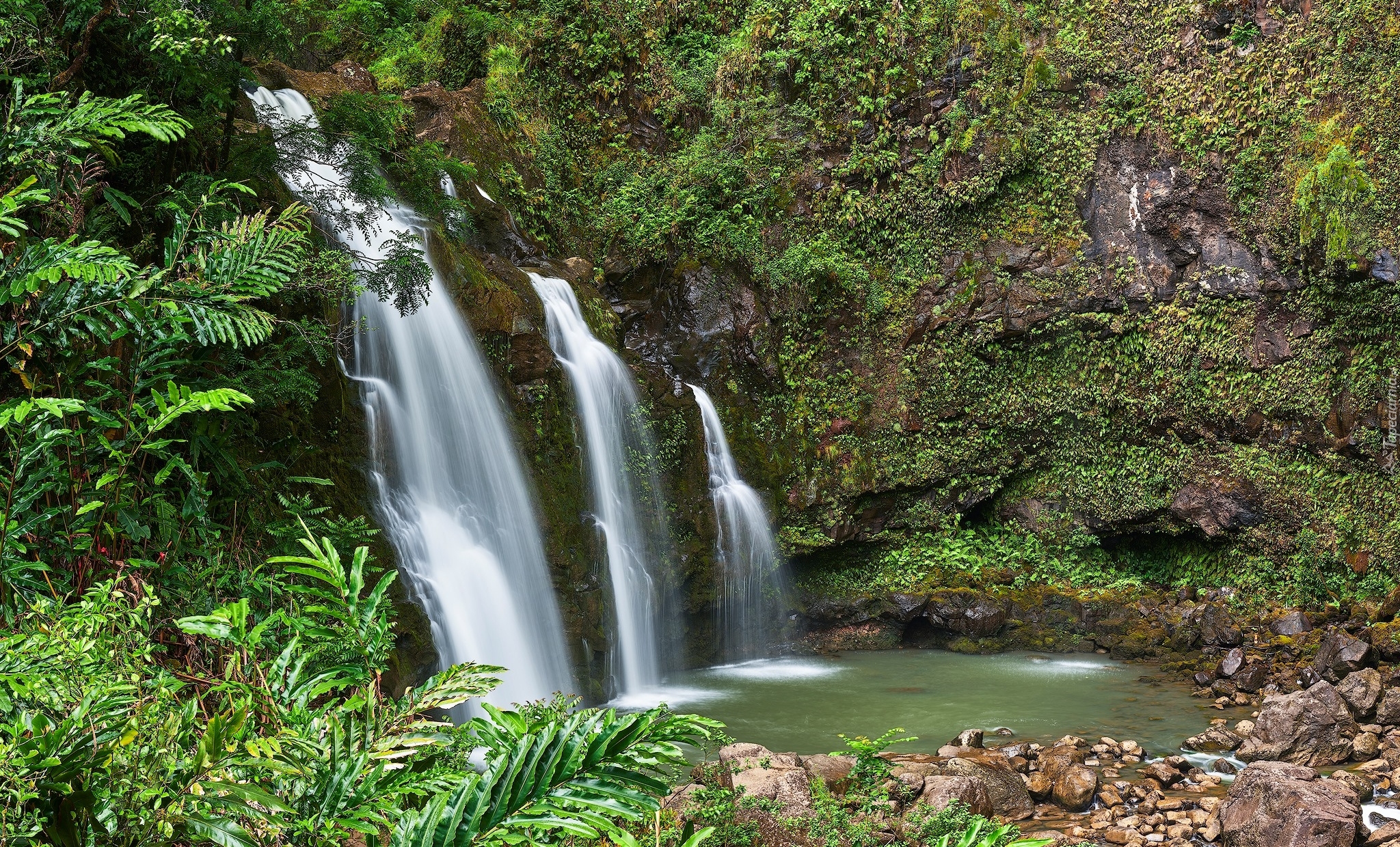 Las, Wodospad Upper Waikani Falls, Skały, Drzewa, Roślinność, Maui, Hawaje