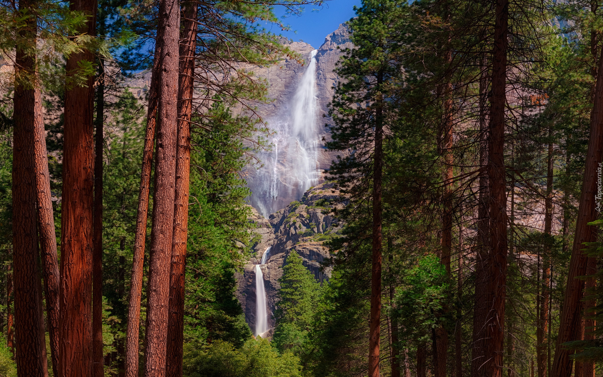 Park Narodowy Yosemite, Wodospad Upper Yosemite, Drzewa, Kalifornia, Stany Zjednoczone