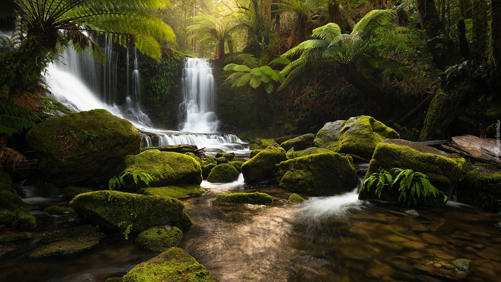 Australia, Tasmania, Park Narodowy Mount Field, Wodospad, Kamienie, Roślinność