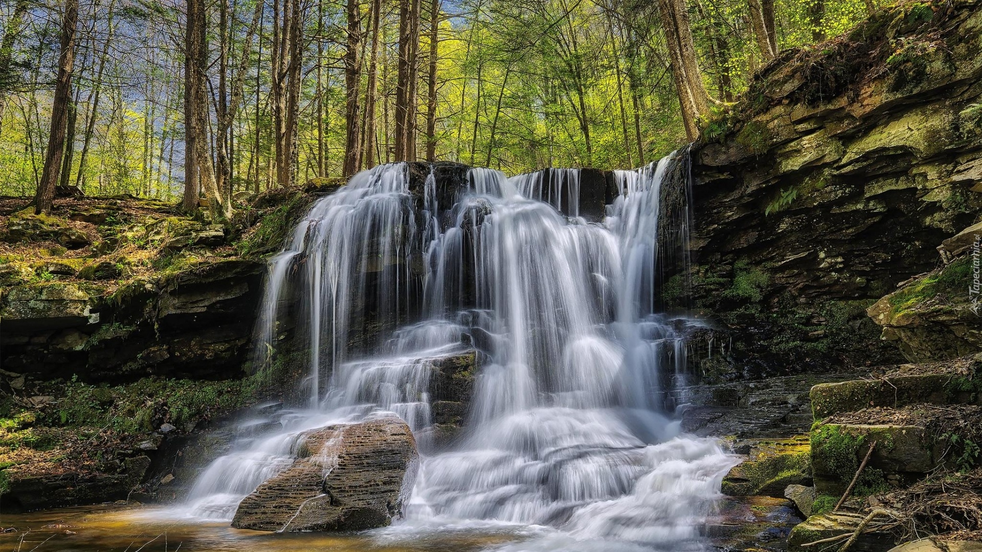 Park stanowy Ricketts Glen, Drzewa, Skały, Wodospad, Stan Pensylwania, Stany Zjednoczone