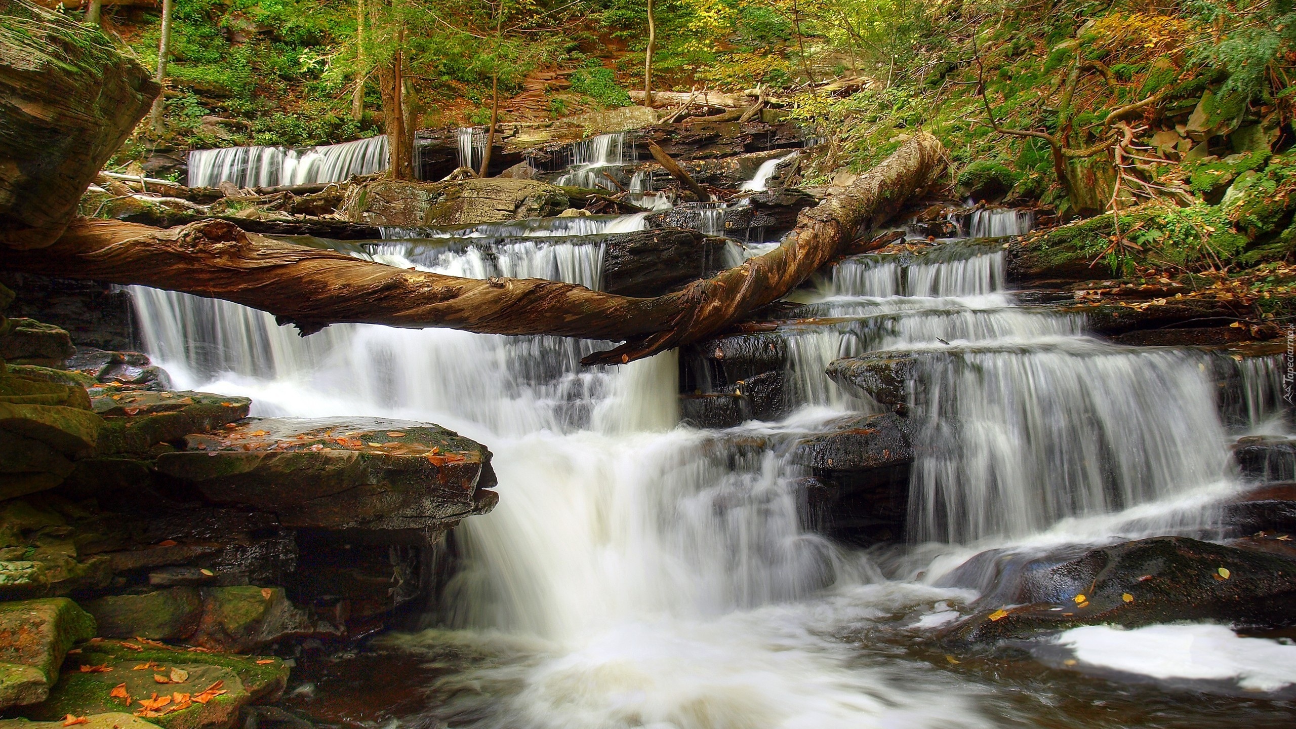 Stany Zjednoczone, Stan Pensylwania, Ricketts Glen State Park, Wodospad, Las, Drzewa