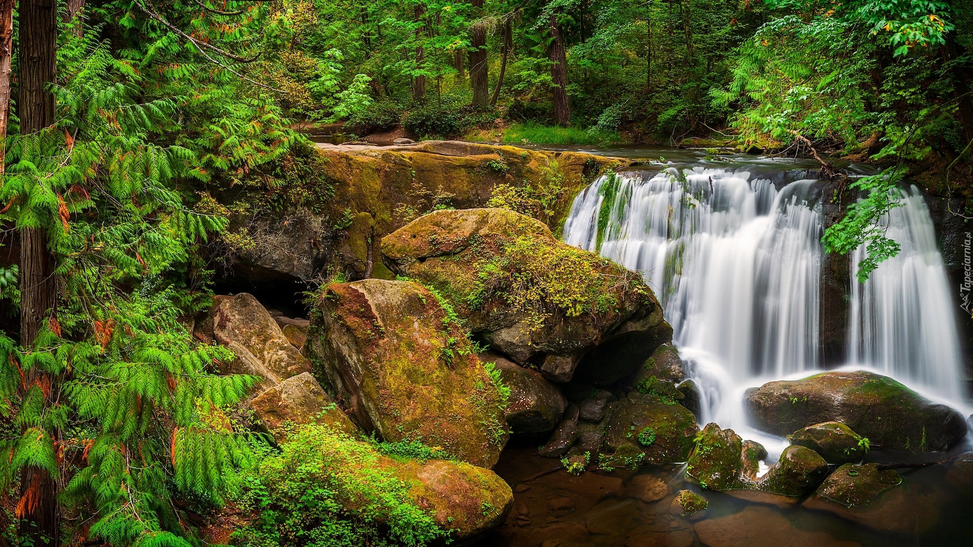 Stany Zjednoczone, Stan Waszyngton, Bellingham, Wodospad Whatcom Falls, Las, Skały, Roślinność