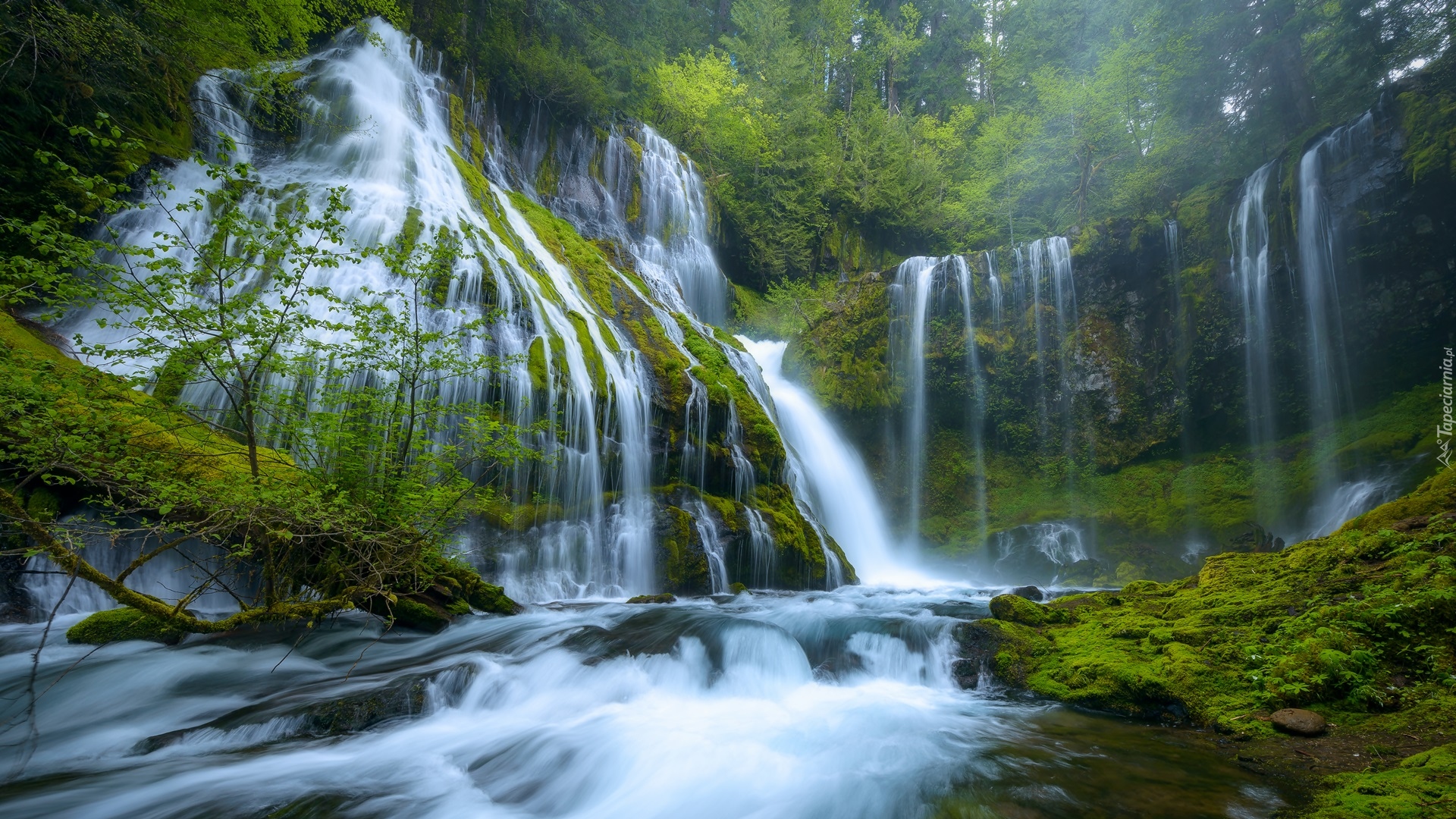 Stany Zjednoczone, Stan Waszyngton, Drzewa, Wodospad, Panther Creek Falls, Miejsce chronione, Gifford Pinchot National Forest