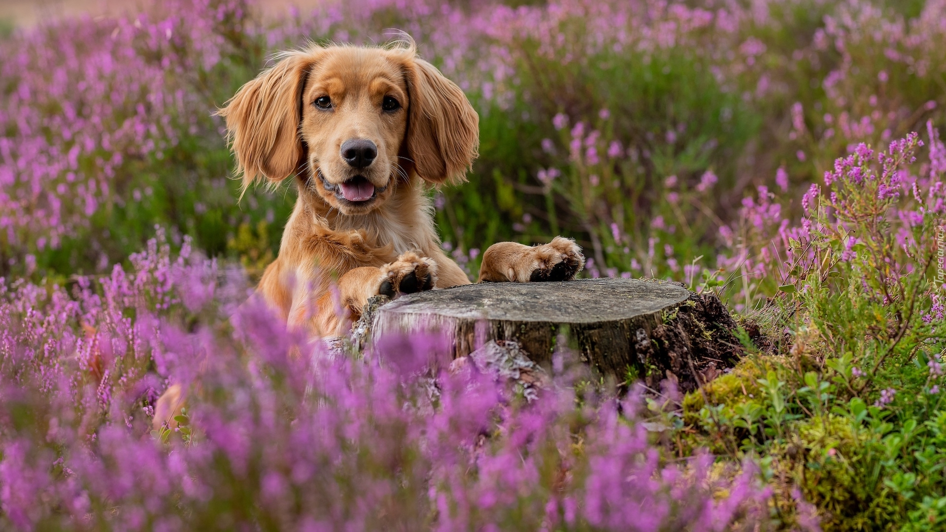 Pies, Working cocker spaniel, Kwiaty, Wrzosy, Pień