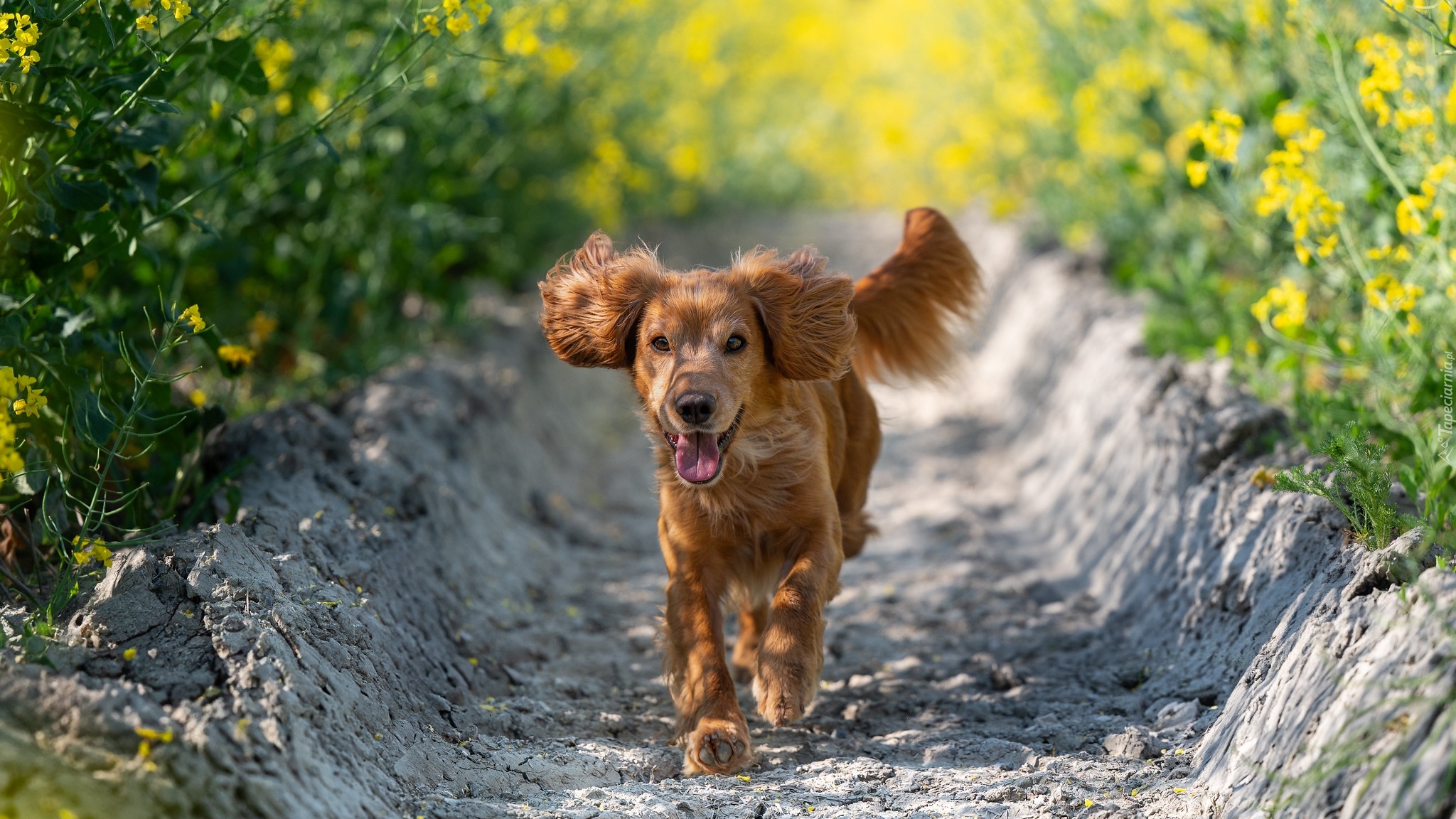 Pies, Brązowy, Working cocker spaniel, Łubin