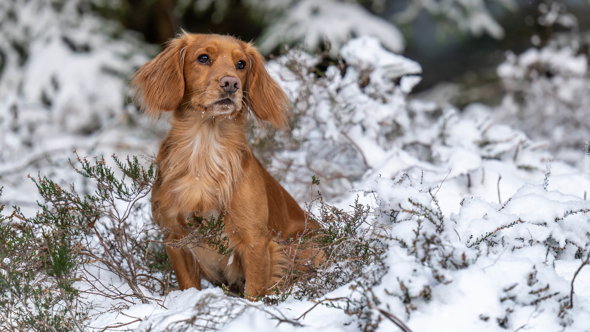 Pies, Working cocker spaniel, Śnieg