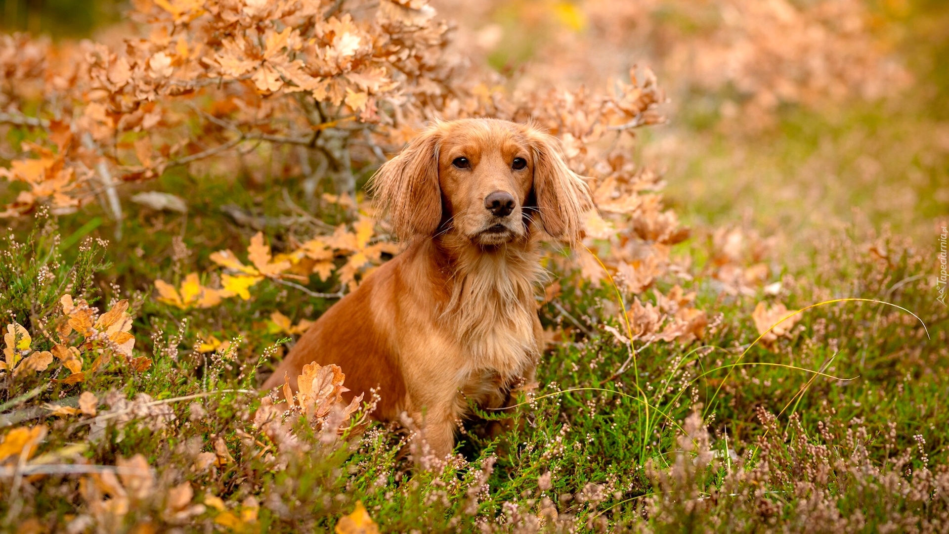 Pies, Working cocker spaniel, Liście, Wrzosy