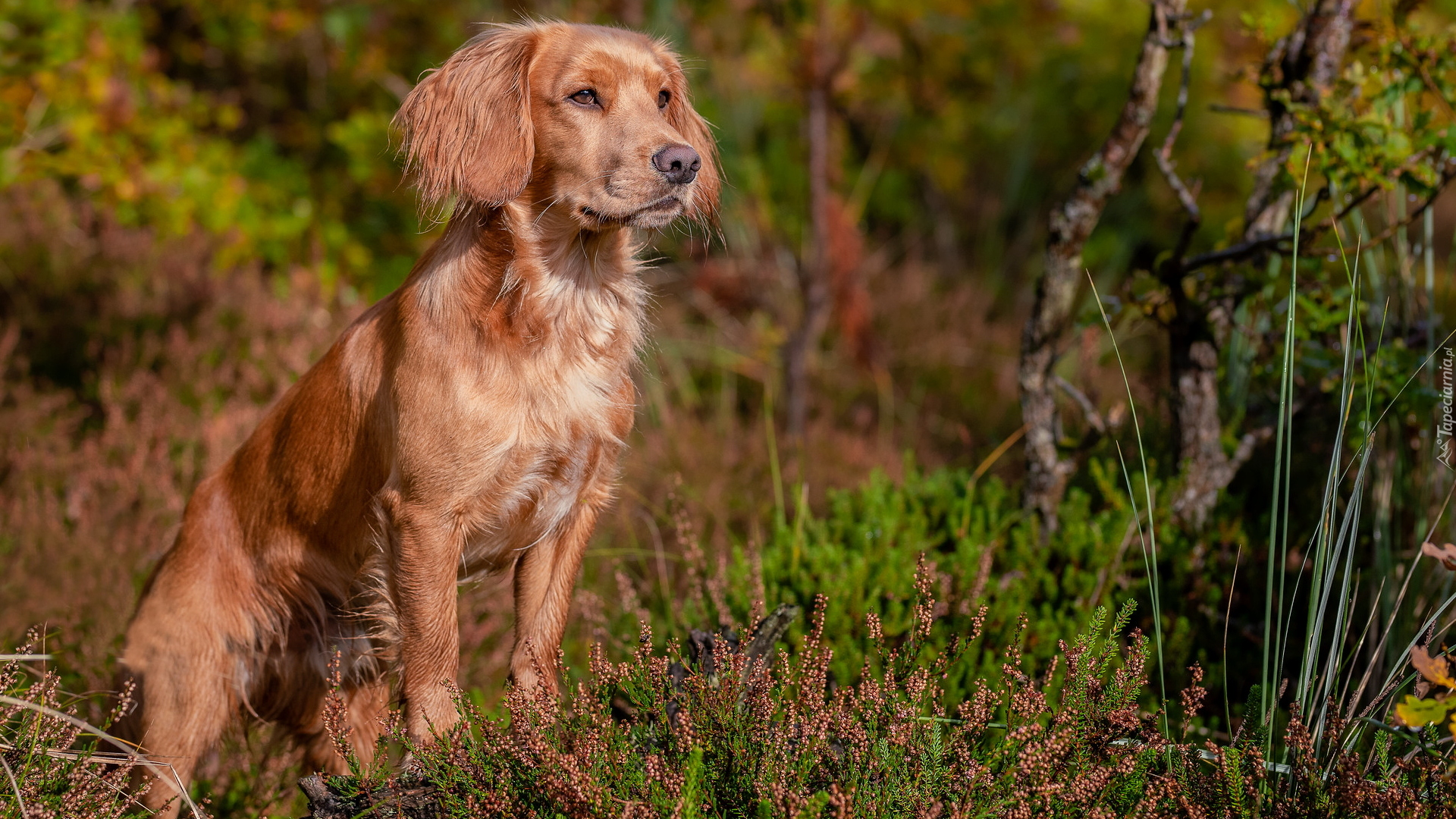 Zapatrzony, Pies, Working cocker spaniel, Wrzosy