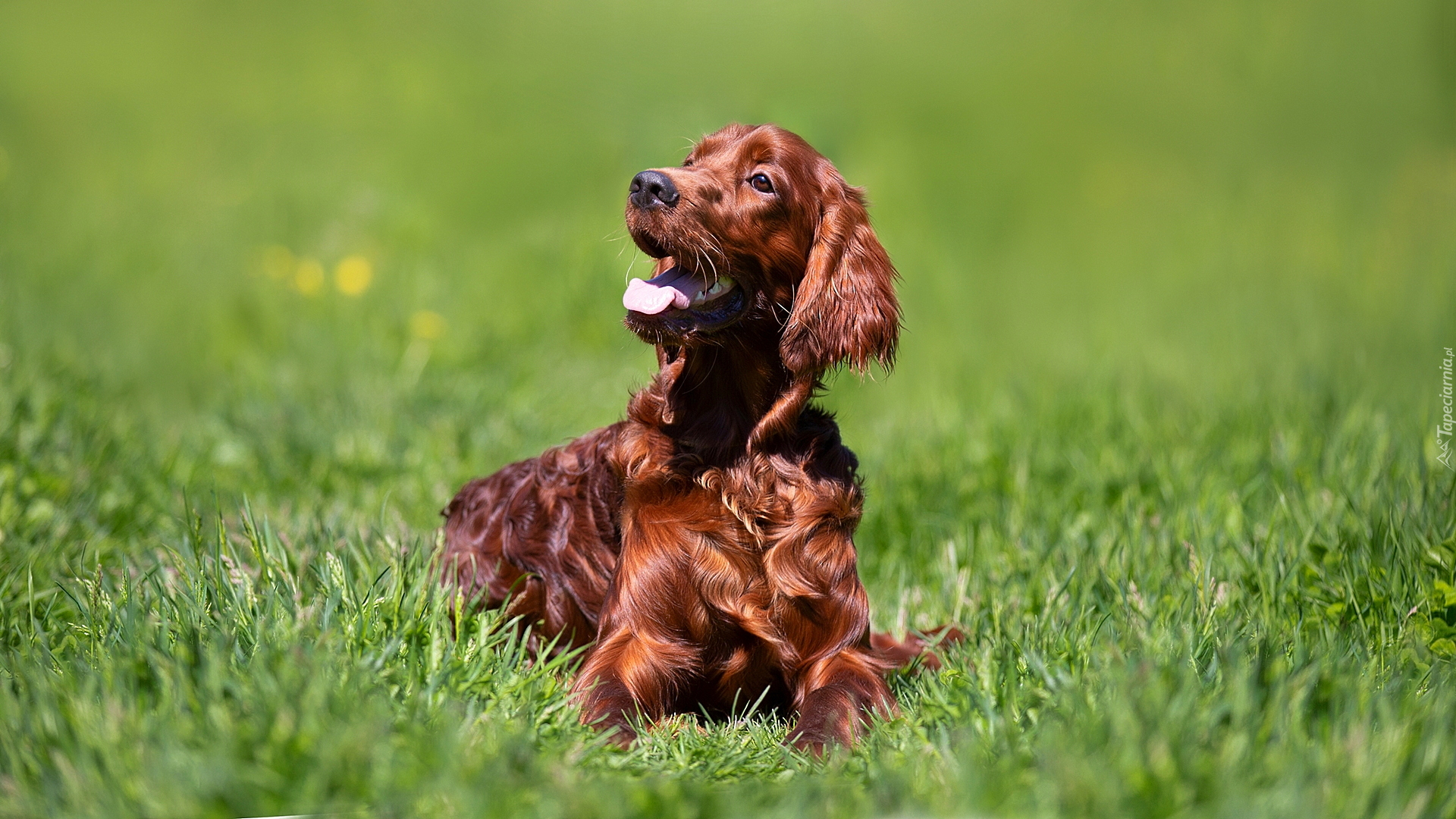 Brązowy, Working cocker spaniel, Trawa