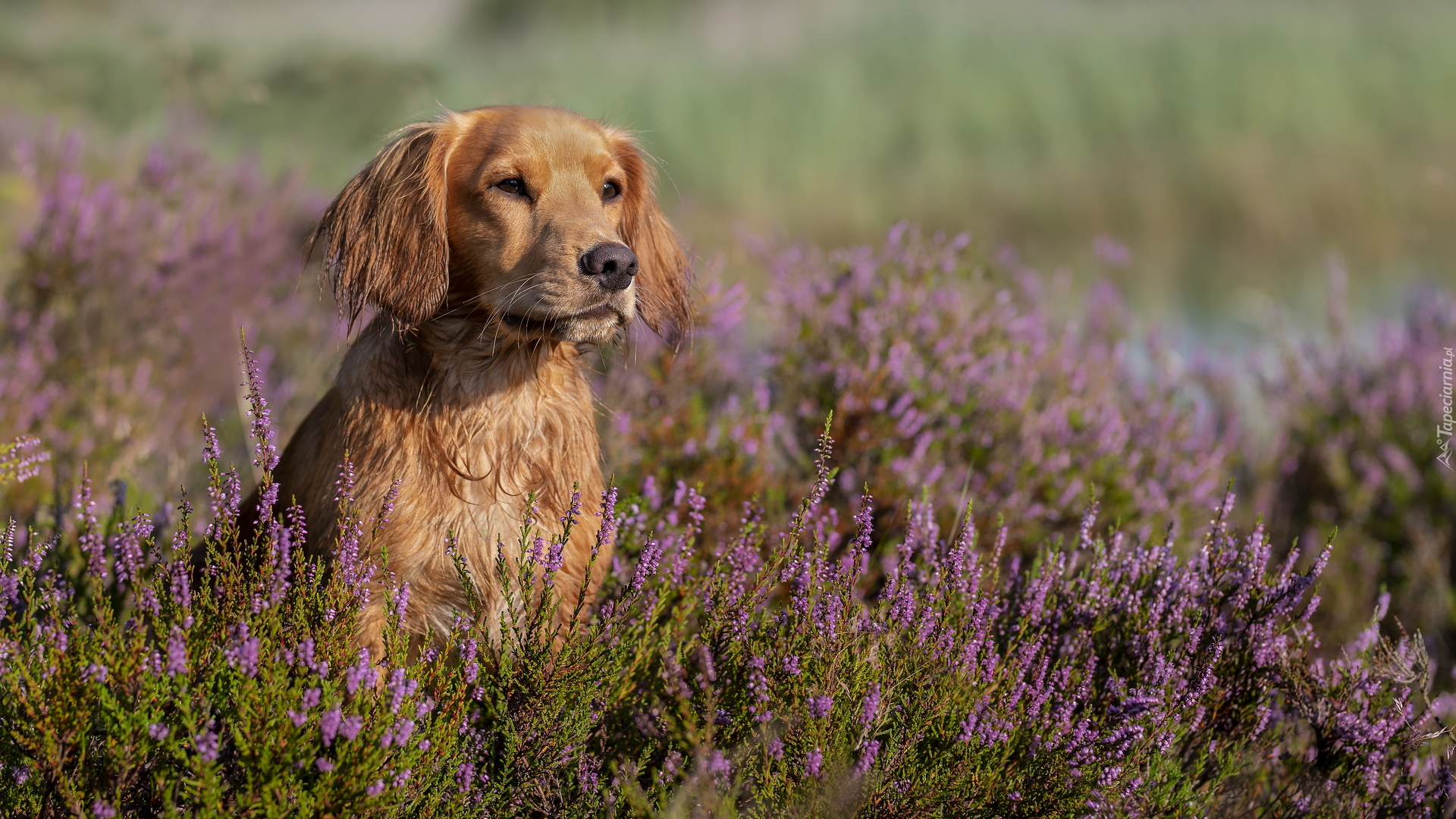 Pies, Working cocker spaniel, Wrzosy