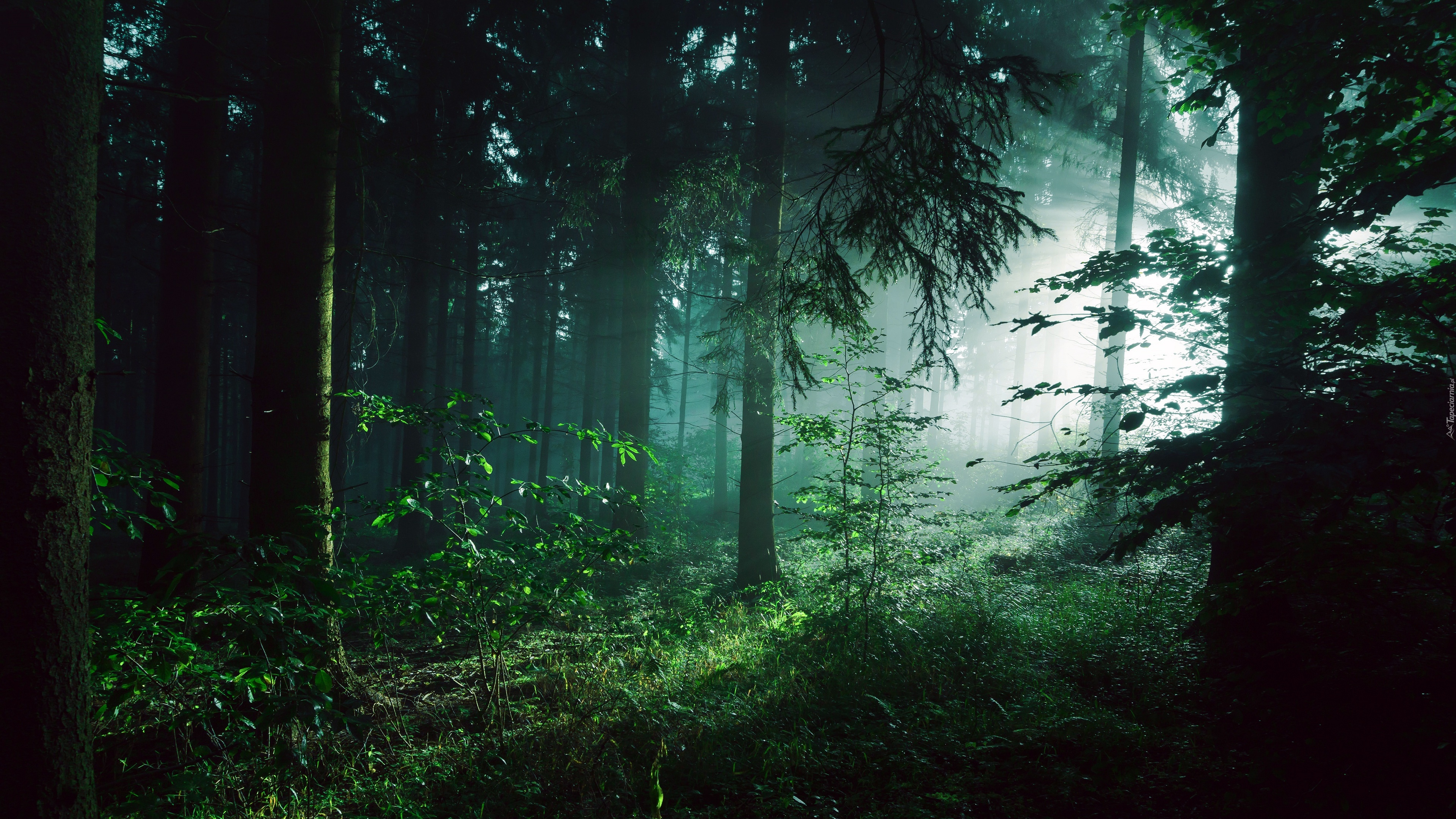 Las, Drzewa, Przebijające światło, Mgła