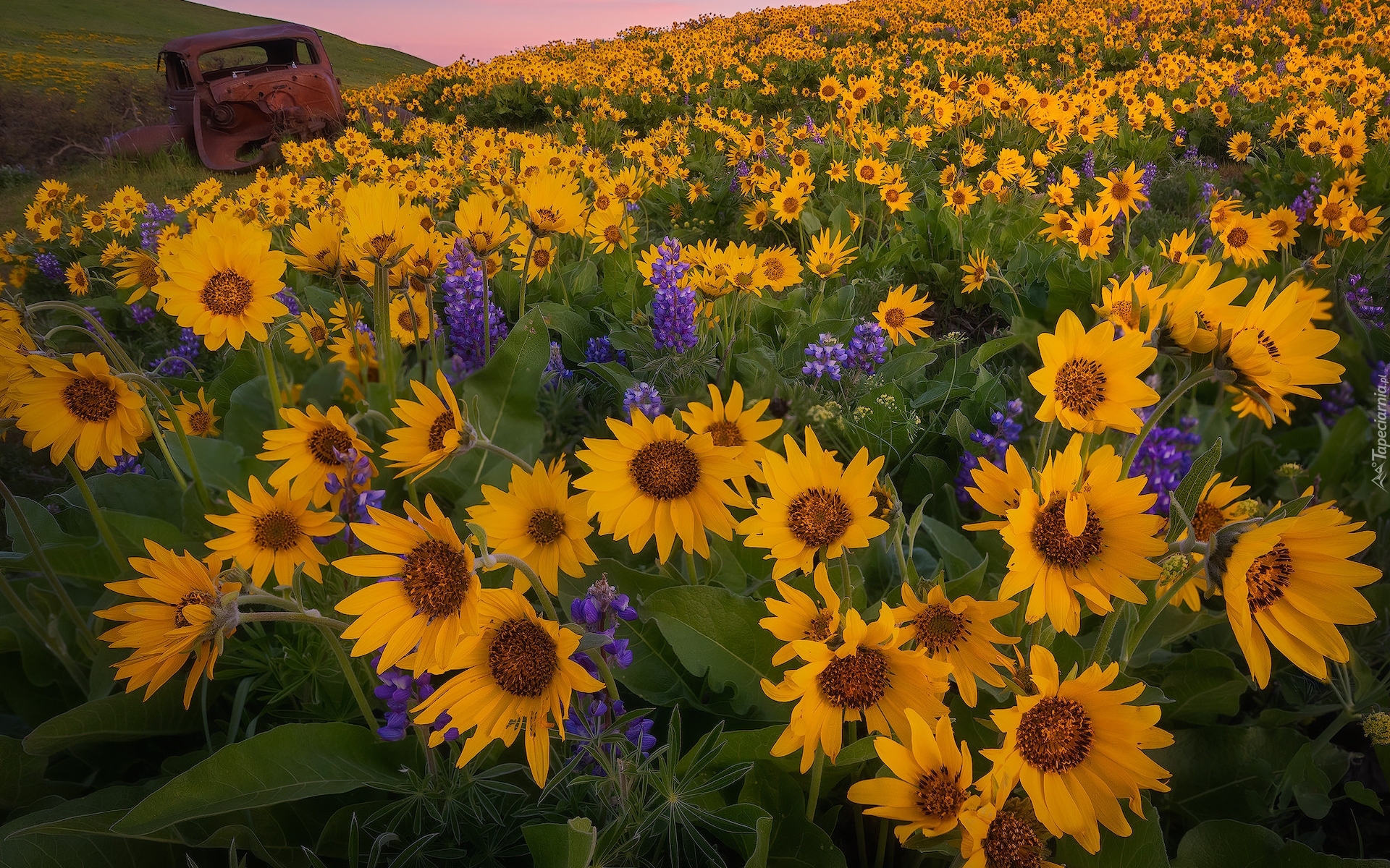 Wzgórze, Kwiaty, Balsamorhiza, Łubin, Wrak, Samochodu, Park stanowy Columbia Hills, Stan Waszyngton, Stany Zjednoczone