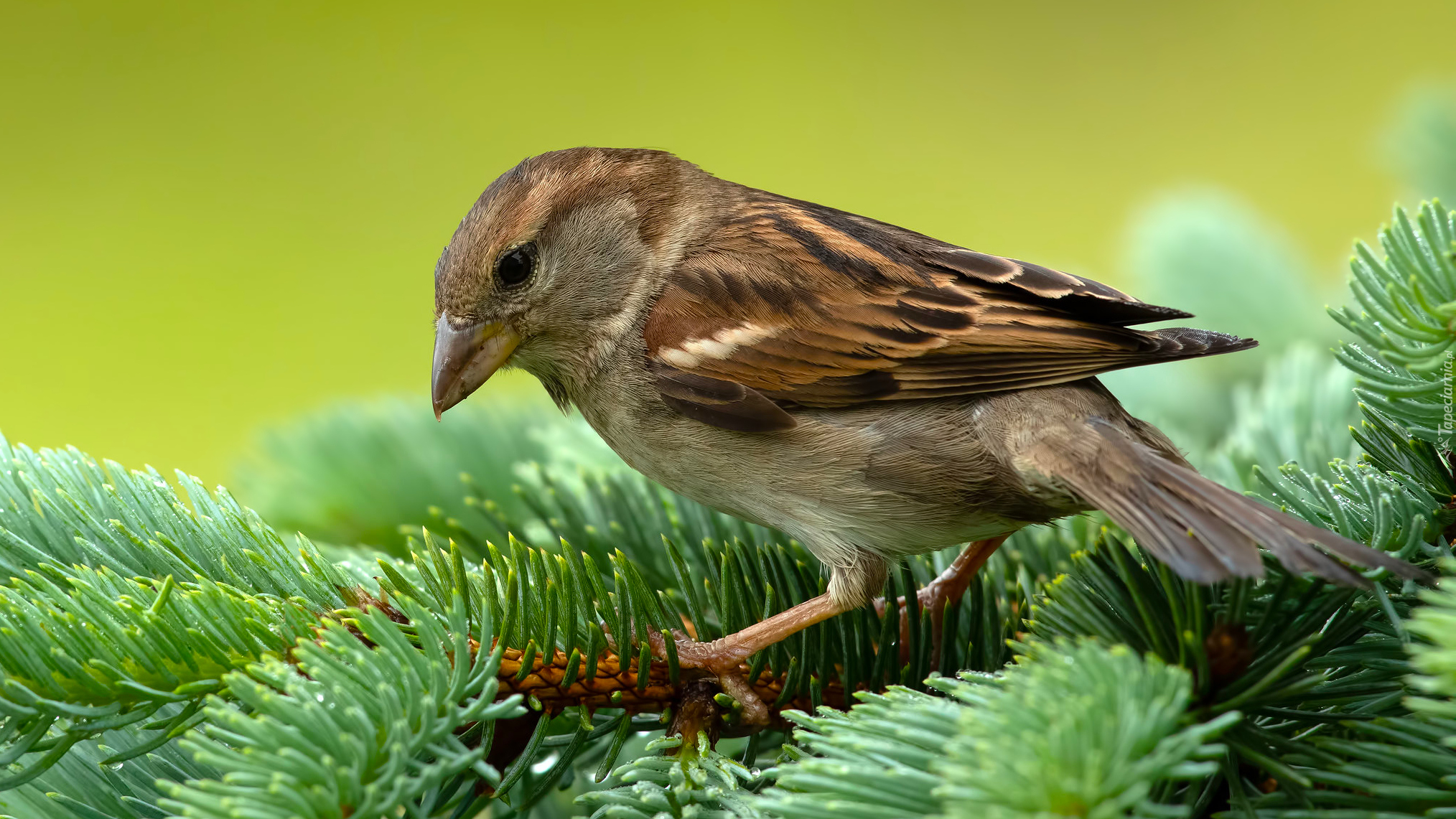 Ptak, Wróbel, Iglaste, Gałązki