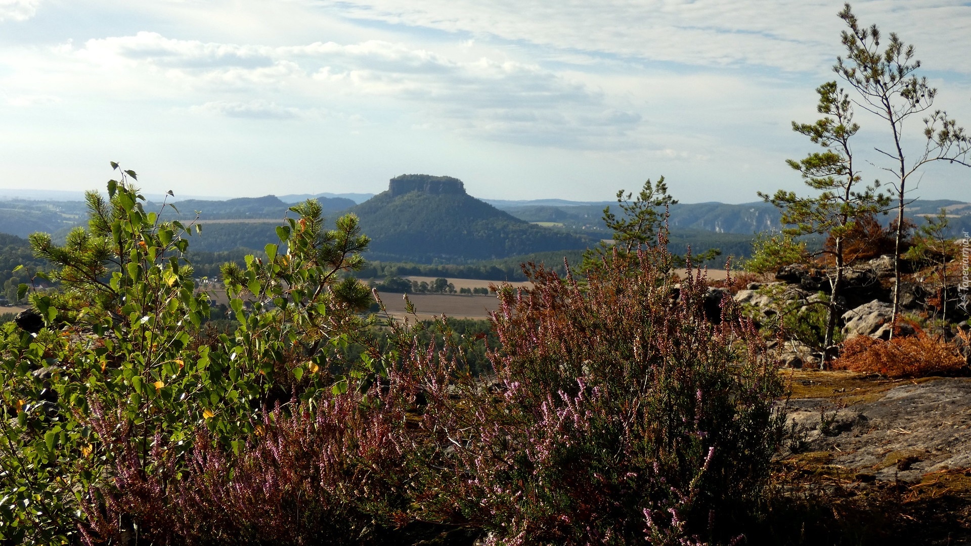 Góry Połabskie, Góra Lilienstein, Drzewa, Krzewy, Wrzos, Szwajcaria Saksońska, Saksonia, Niemcy