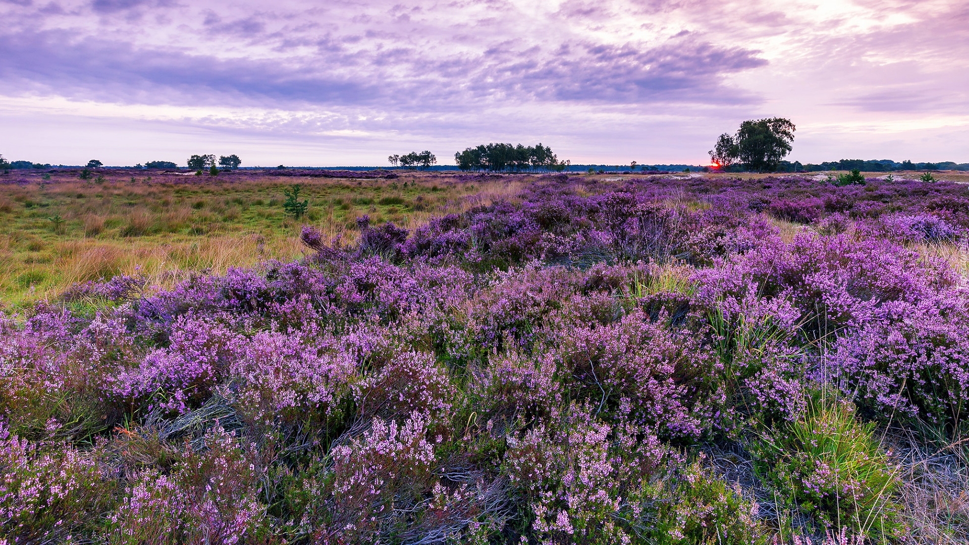 Wrzosy, Wrzosowisko, Drzewa, Kalmthout Heath, Rezerwat, Belgia