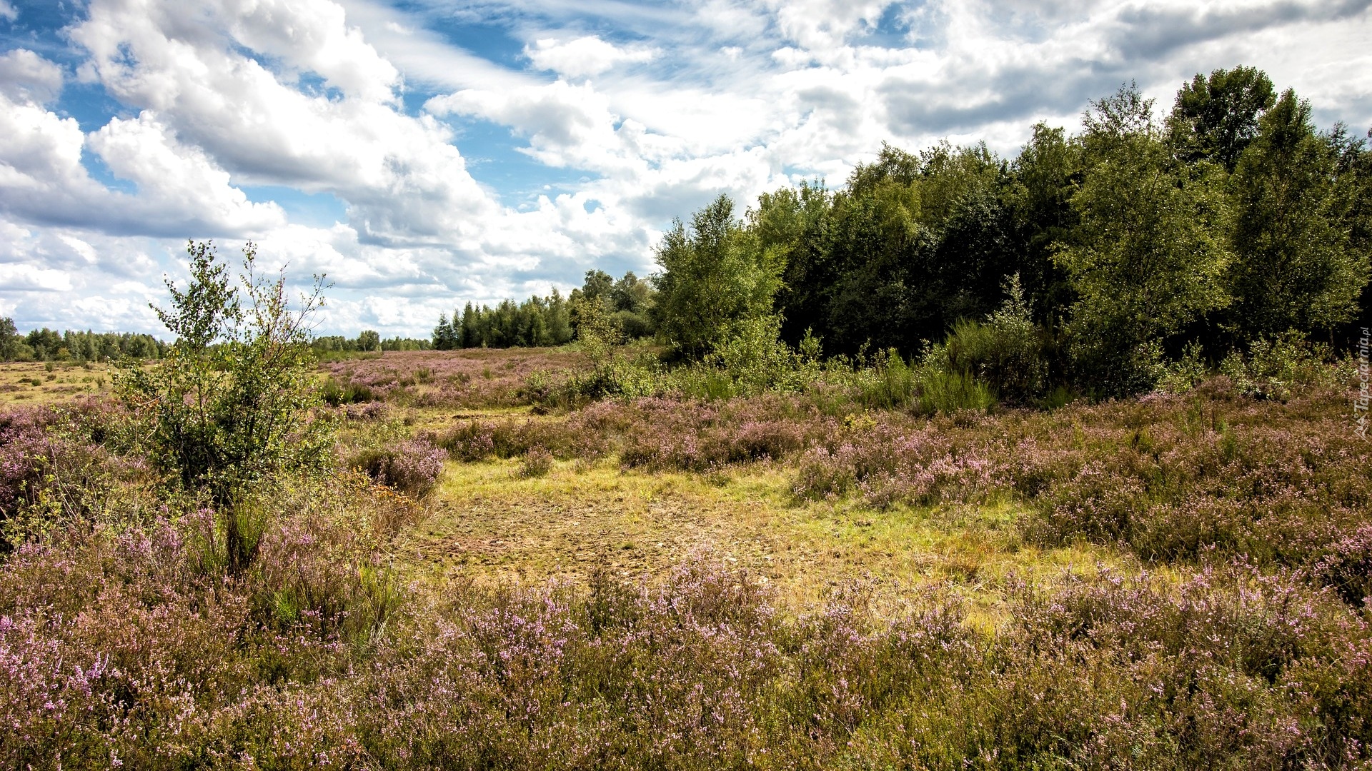 Niemcy, Nadrenia-Westfalia, Rezerwat przyrody Drover Heide, Drzewa, Las, Wrzosowisko