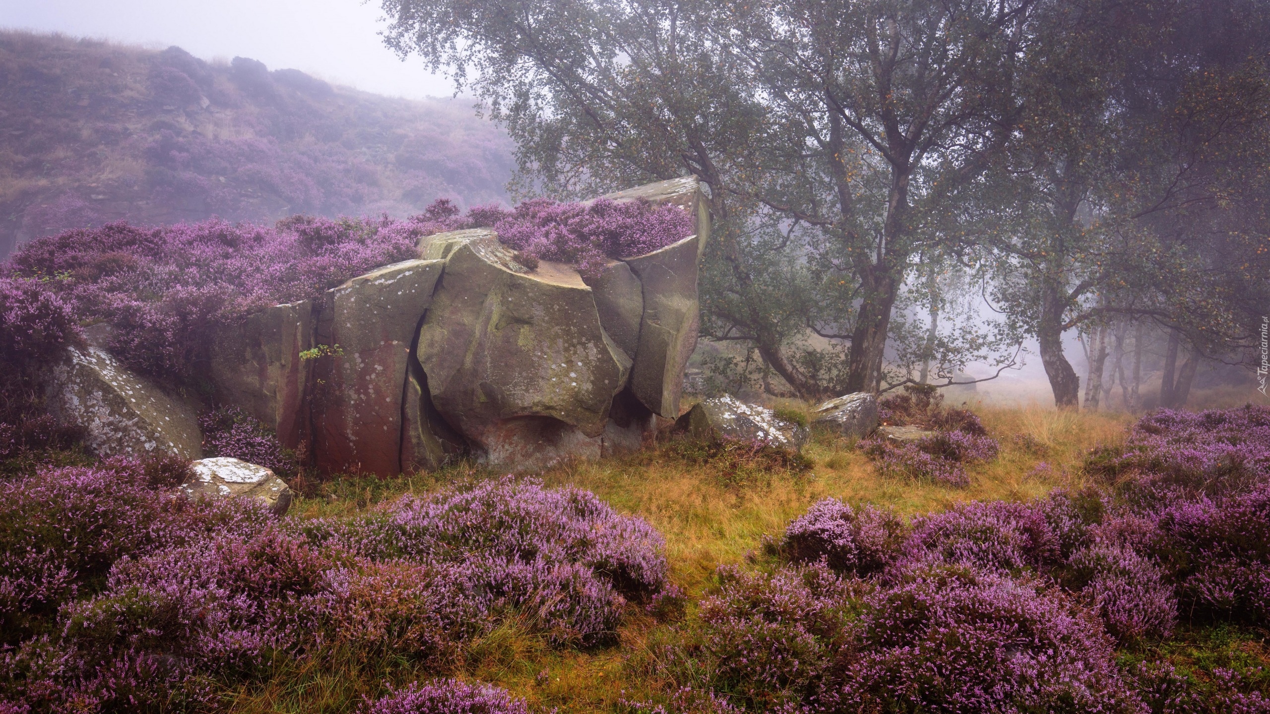 Anglia, Park Narodowy Peak District, Jesień, Mgła, Wrzosowisko, Wrzos, Drzewa, Skały