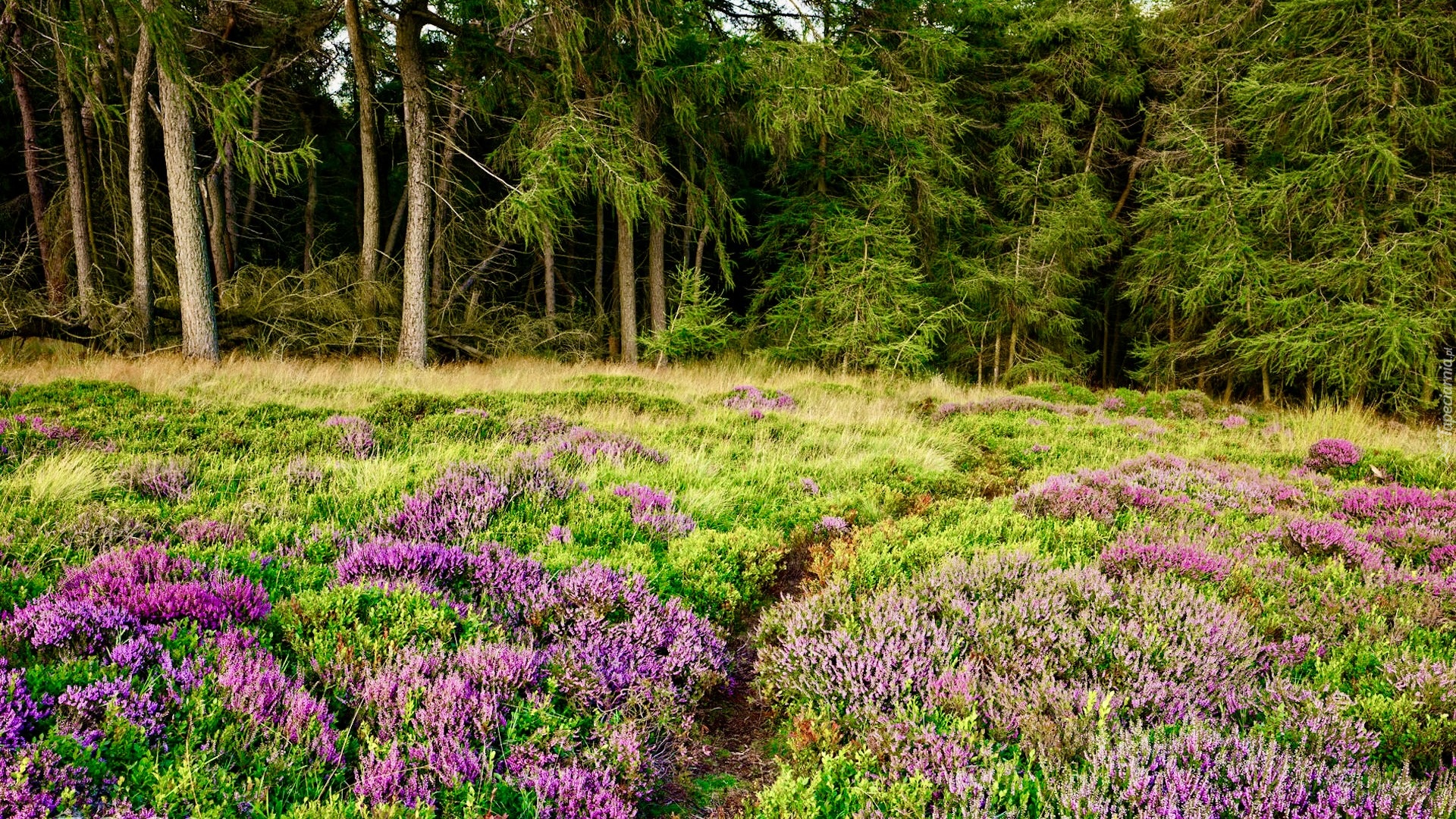 Anglia, Derbyshire, Park Narodowy Peak District, Las, Drzewa, Wrzosowisko, Ścieżka