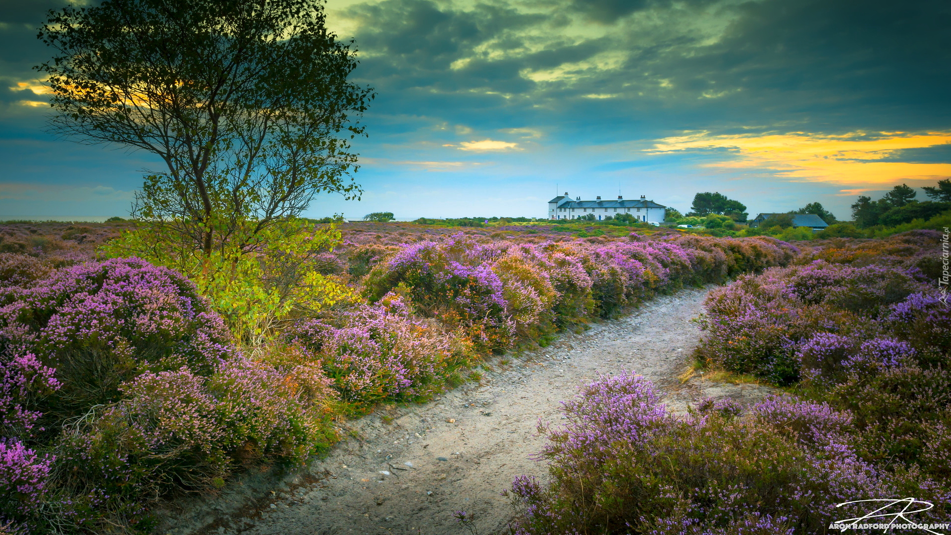 Wrzosowisko, Wrzosy, Drzewo, Droga, Dunwich, Hrabstwo Suffolk, Anglia