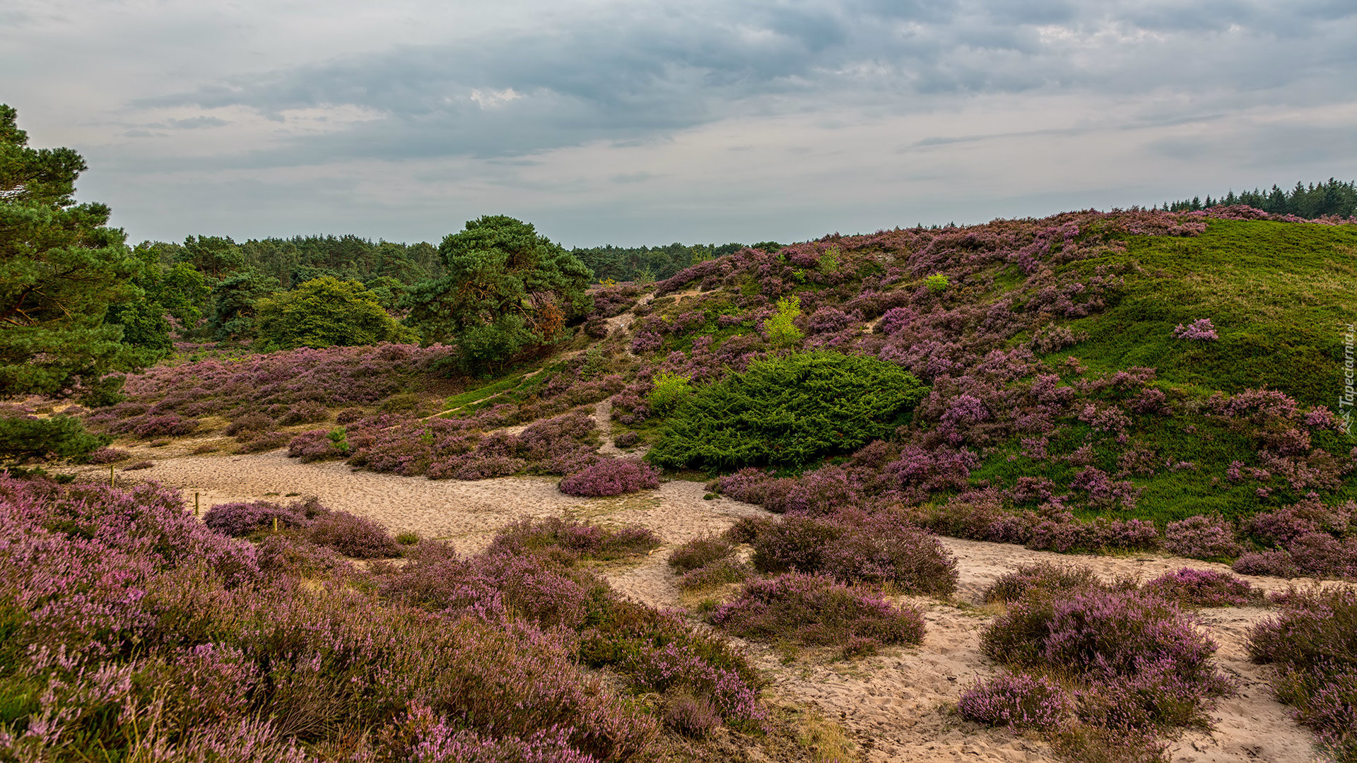 Holandia, Park Narodowy De Hoge Veluwe, Wrzosy, Trawa, Drzewa, Wzgórza, Wrzosowisko