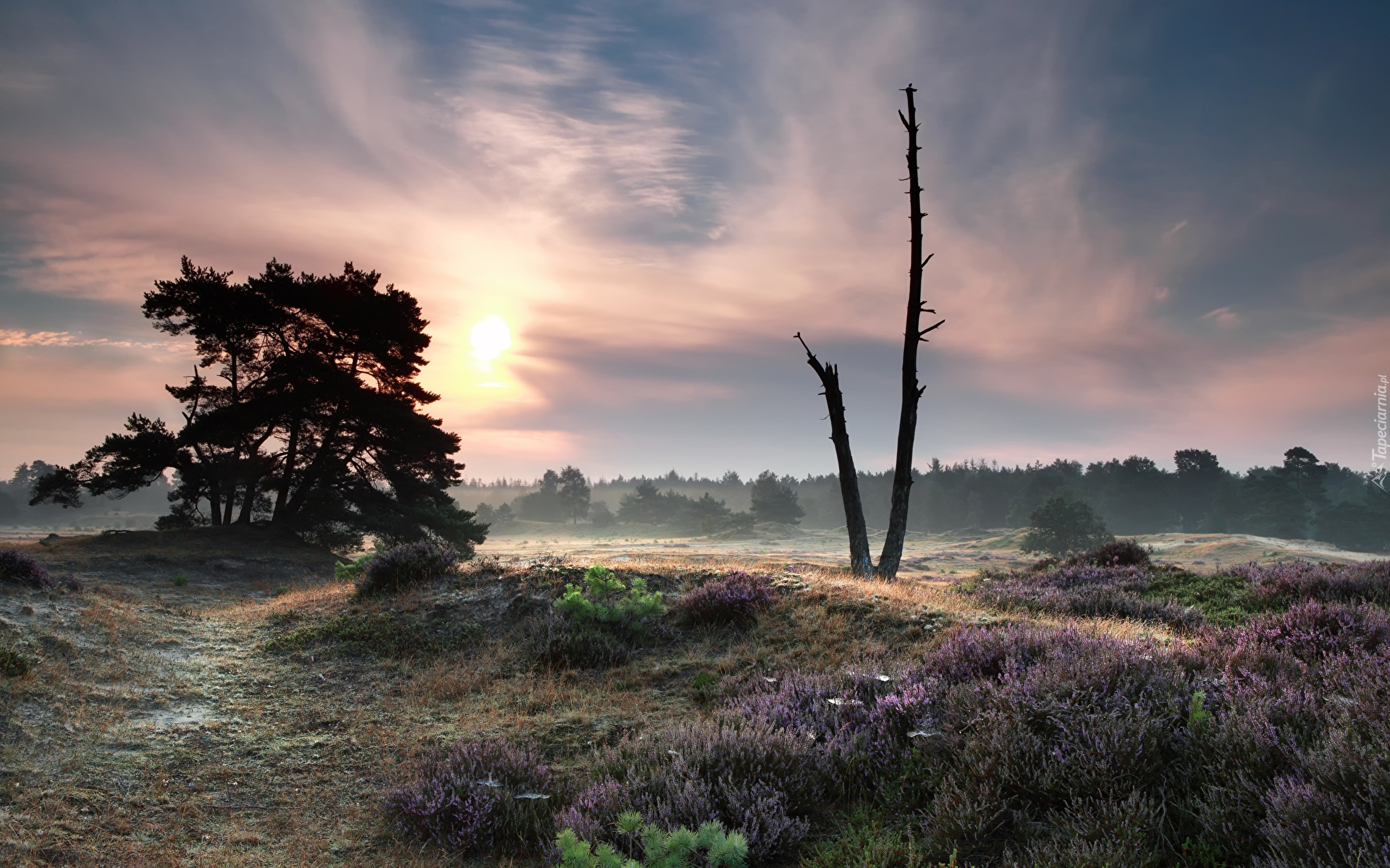 Holandia, Park Narodowy Drents-Friese Wold, Wrzosowisko, Wschód słońca, Mgła, Drzewa