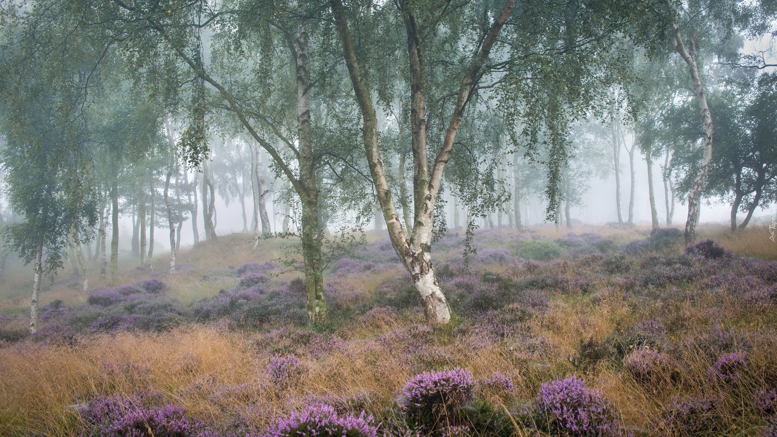 Anglia, Park Narodowy Peak District, Wrzosowisko, Wrzos, Drzewa, Brzozy, Mgła