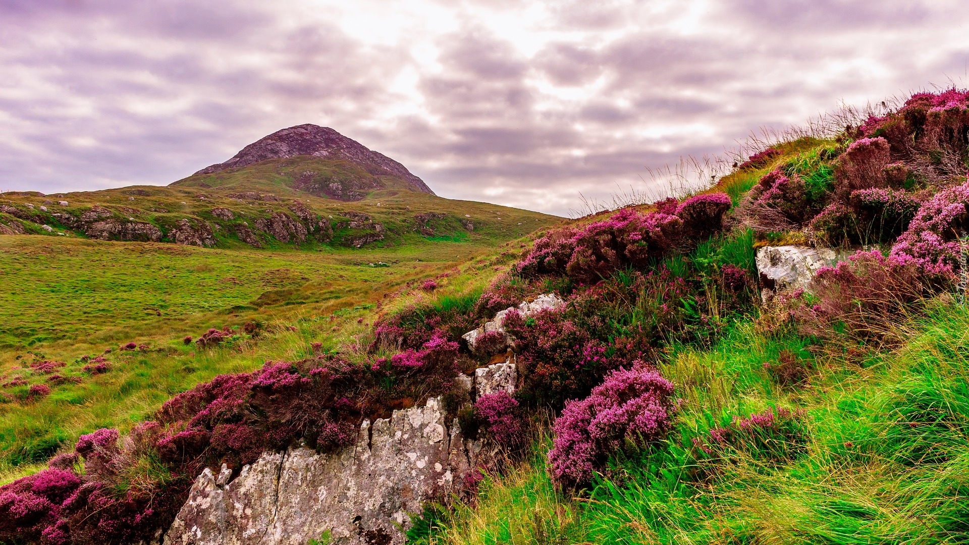 Wzgórza, Góra, Skały, Kwiaty, Wrzosy, Wrzosowisko, Park Narodowy Connemara, Irlandia