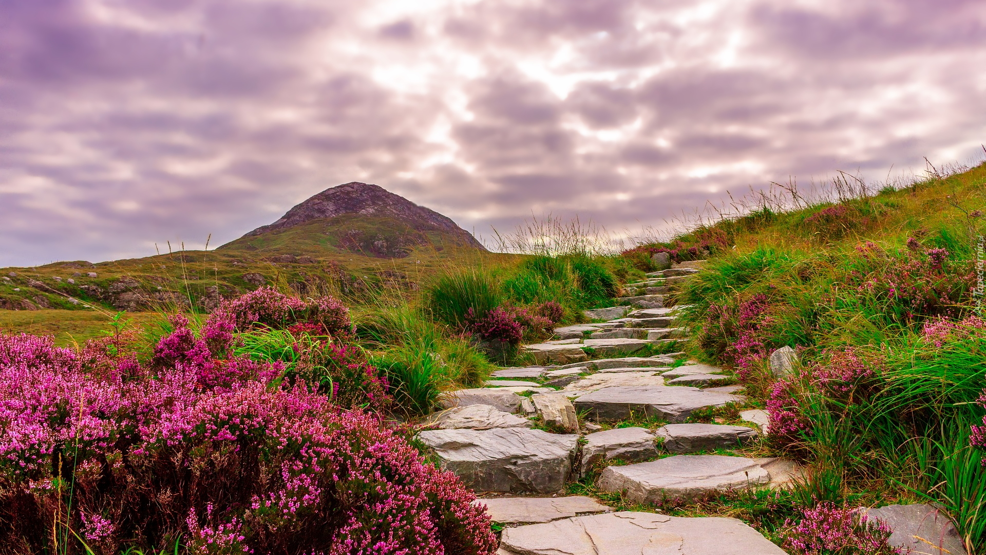 Kamienna, Ścieżka, Droga, Kamienie, Góra, Wzgórza, Kwiaty, Wrzosy, Trawa, Park Narodowy Connemara, Irlandia