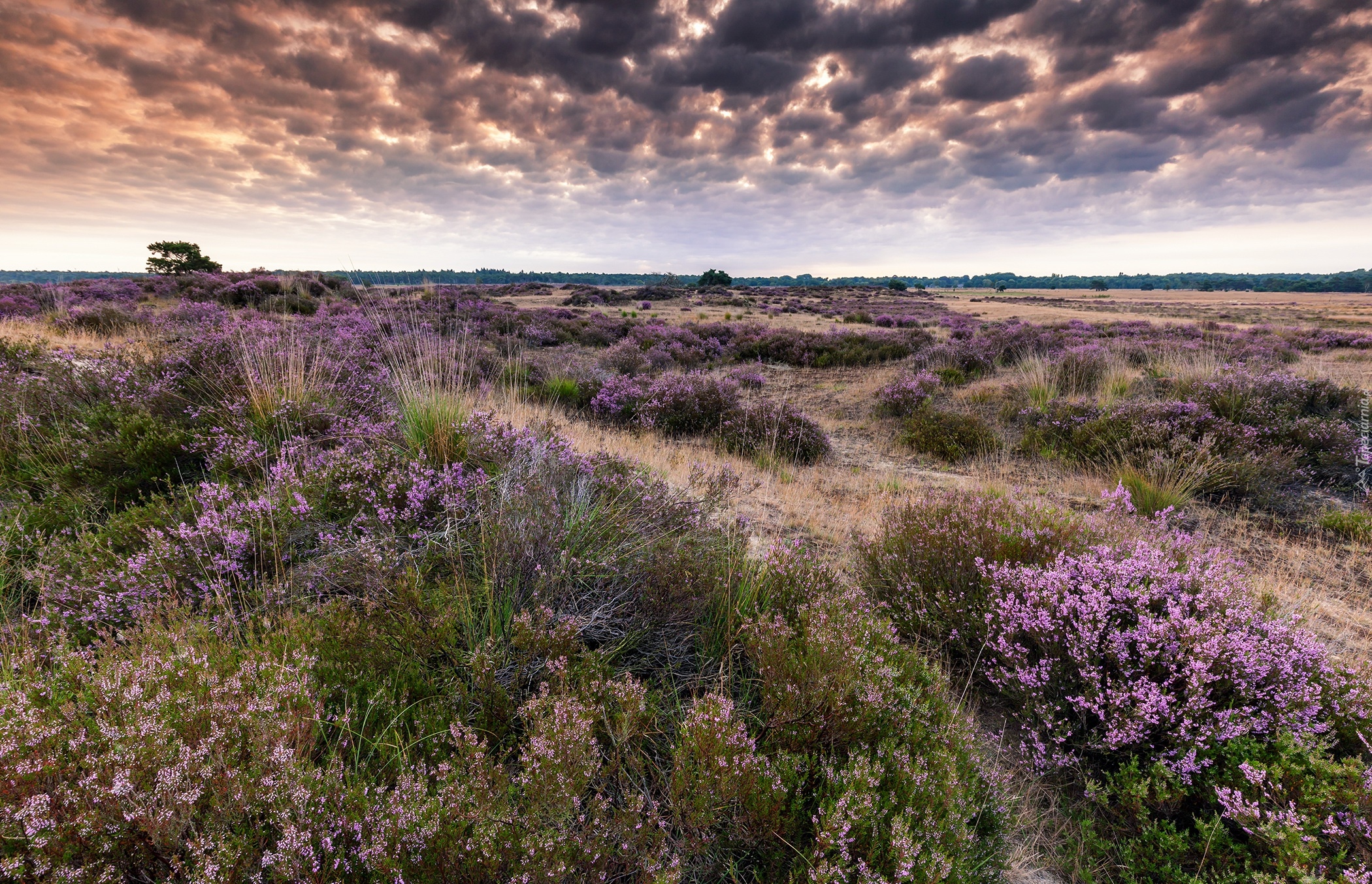 Belgia, Kalmthout, Park Narodowy De Zoom – Kalmthoutse Heide, Ciemne, Chmury, Pola, Wrzos, Wrzosowisko