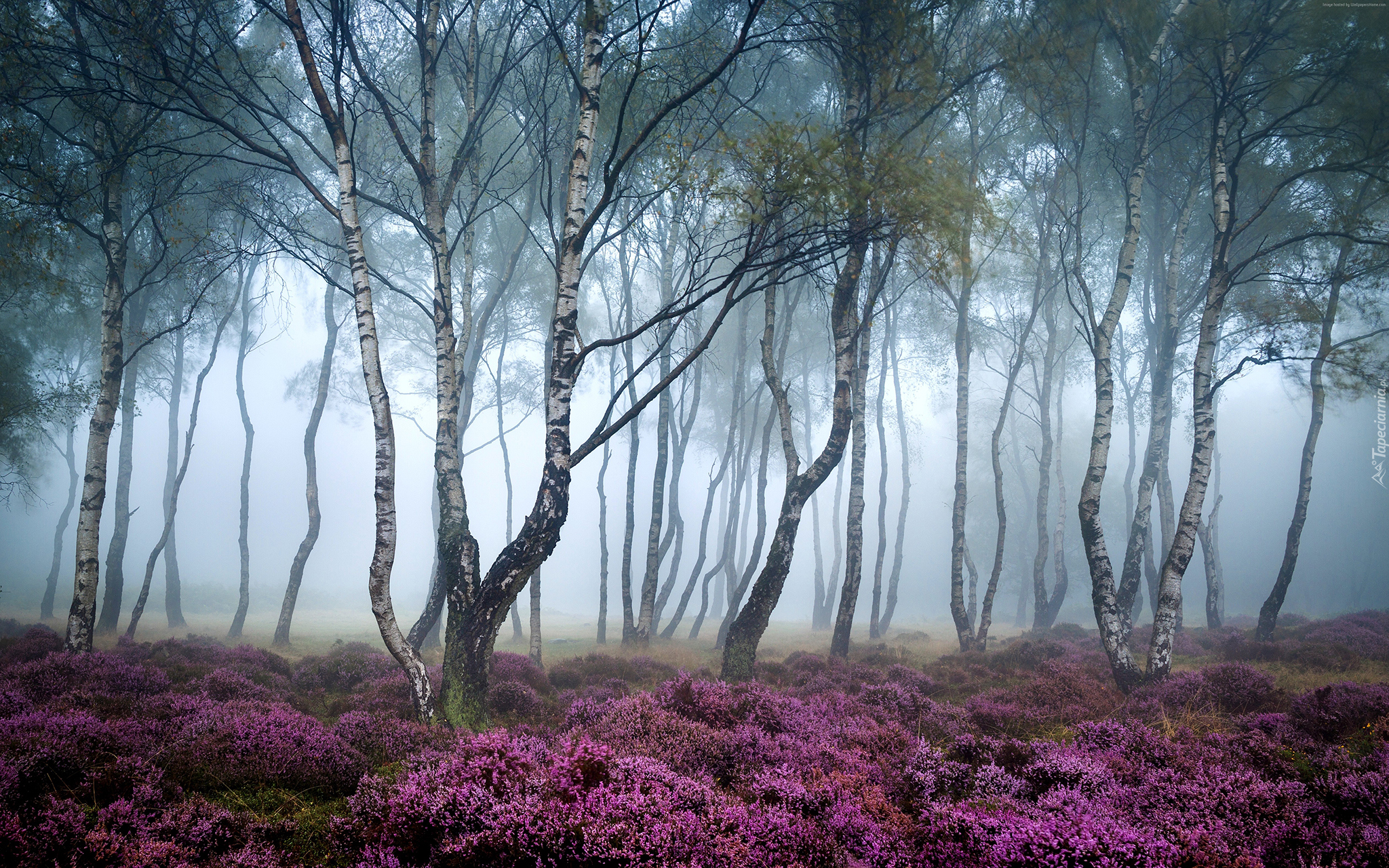 Anglia, Park Narodowy Peak District, Stanton Moor, Jesień, Mgła, Las, Drzewa, Brzozy, Wrzosowisko