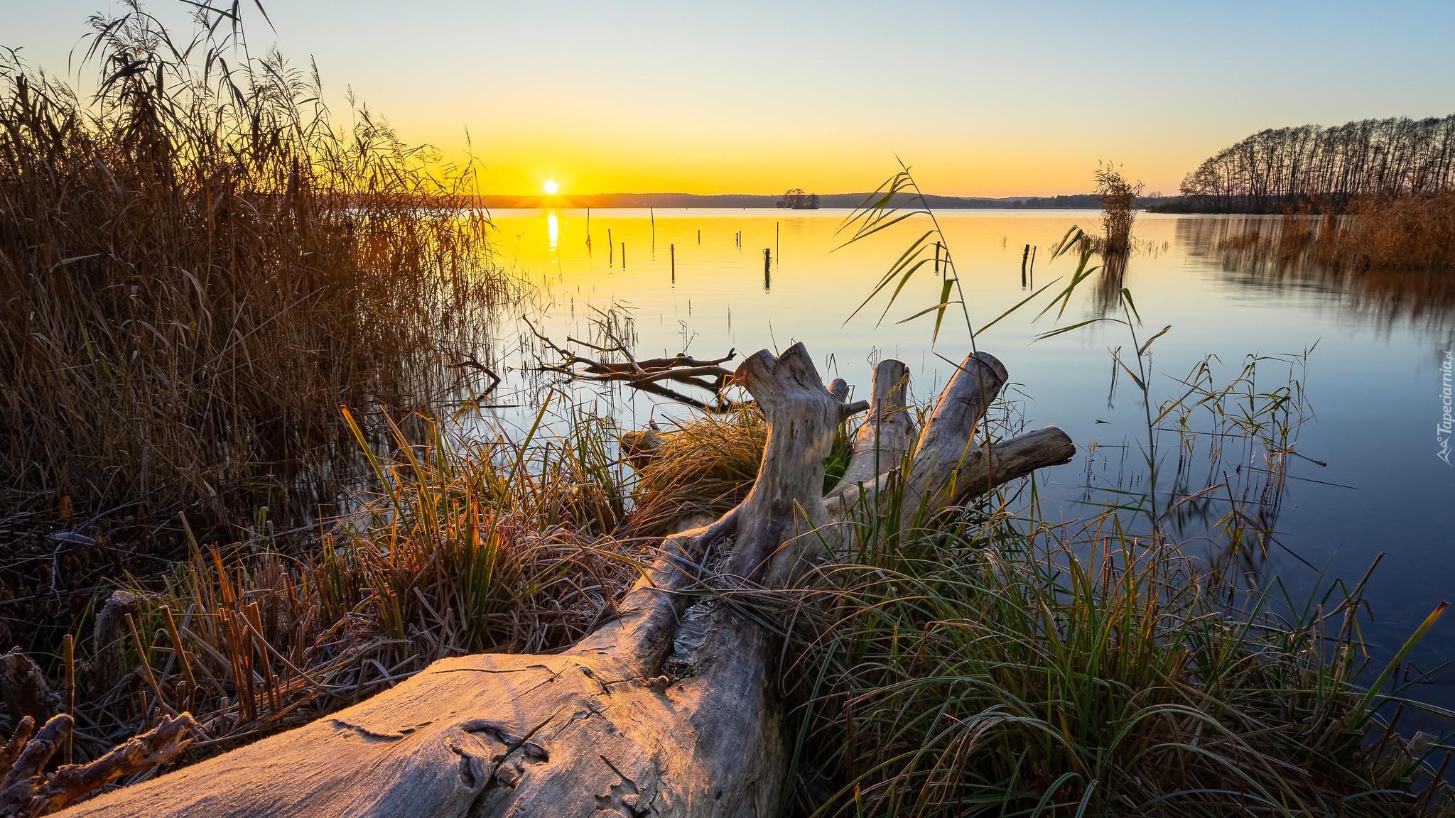 Wschód słońca, Jezioro Schwielochsee, Konar, Trawa, Trzcina, Brandenburgia, Niemcy