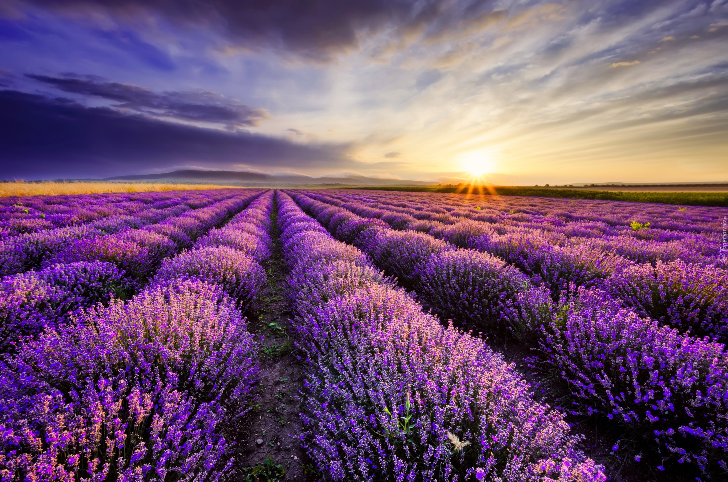 Image result for campos de lavanda tiedra