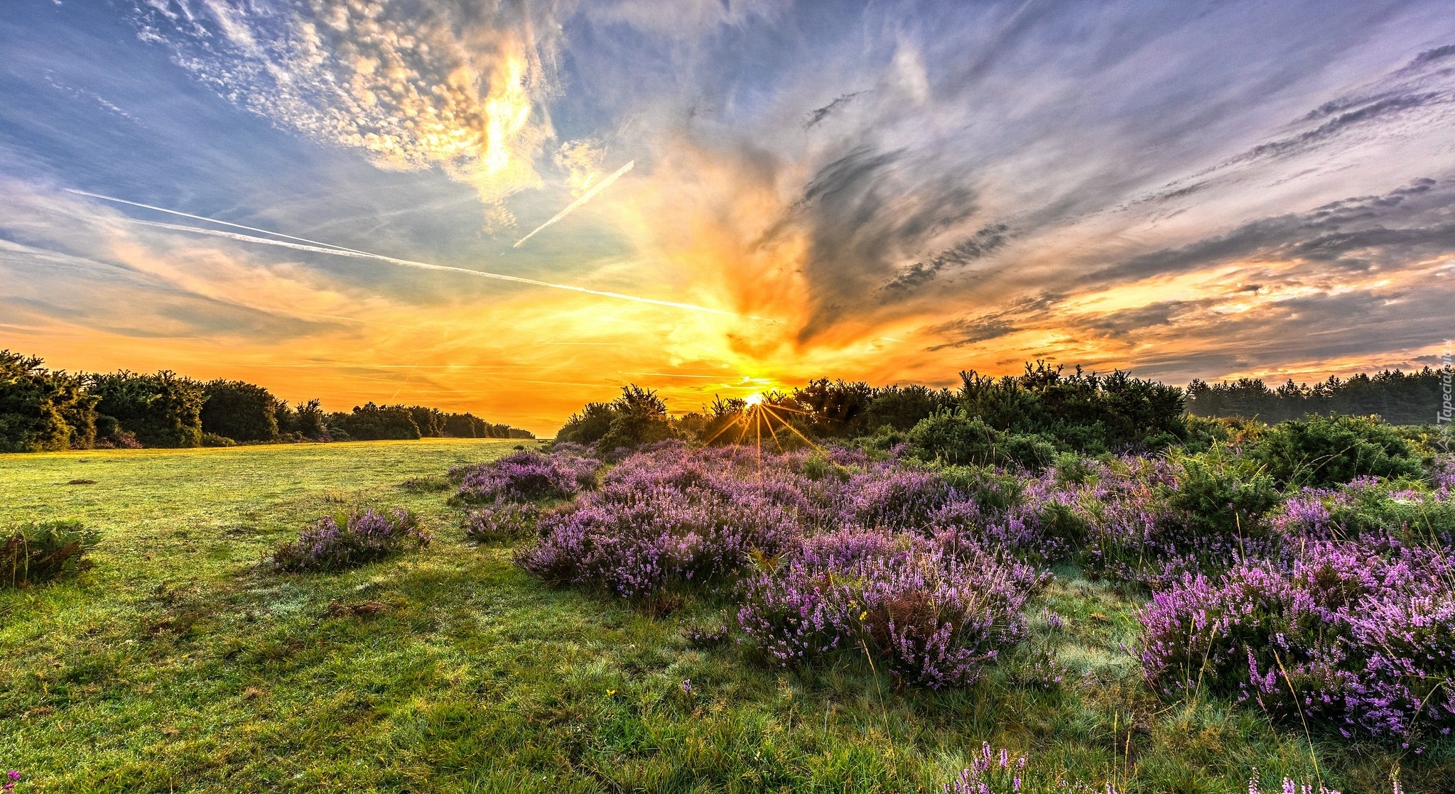 Anglia, Park Narodowy New Forest, Wschód słońca, Wrzosy, Wrzosowisko, Polana