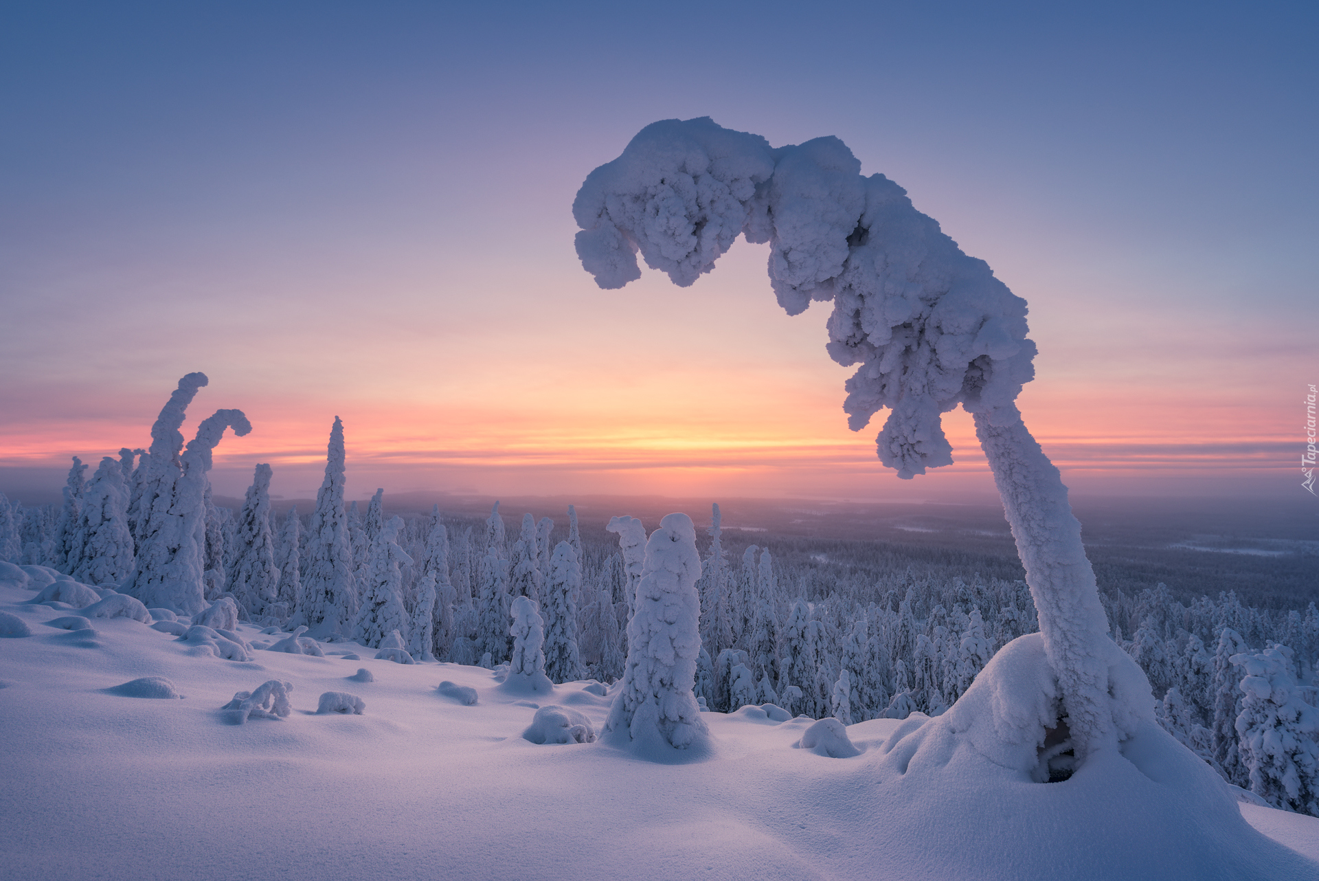 Park Narodowy Riisitunturi, Zima, Las, Ośnieżone, Drzewa, Wschód słońca, Gmina Posio, Laponia, Finlandia  Finlandia