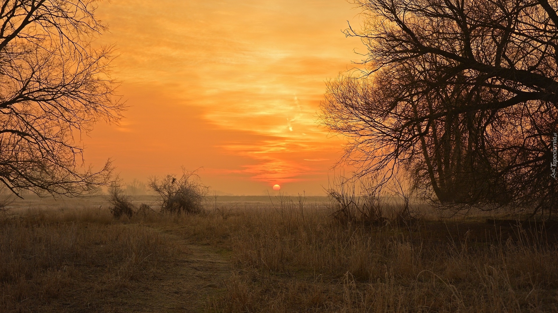 Wschód słońca, Drzewa, Trawa