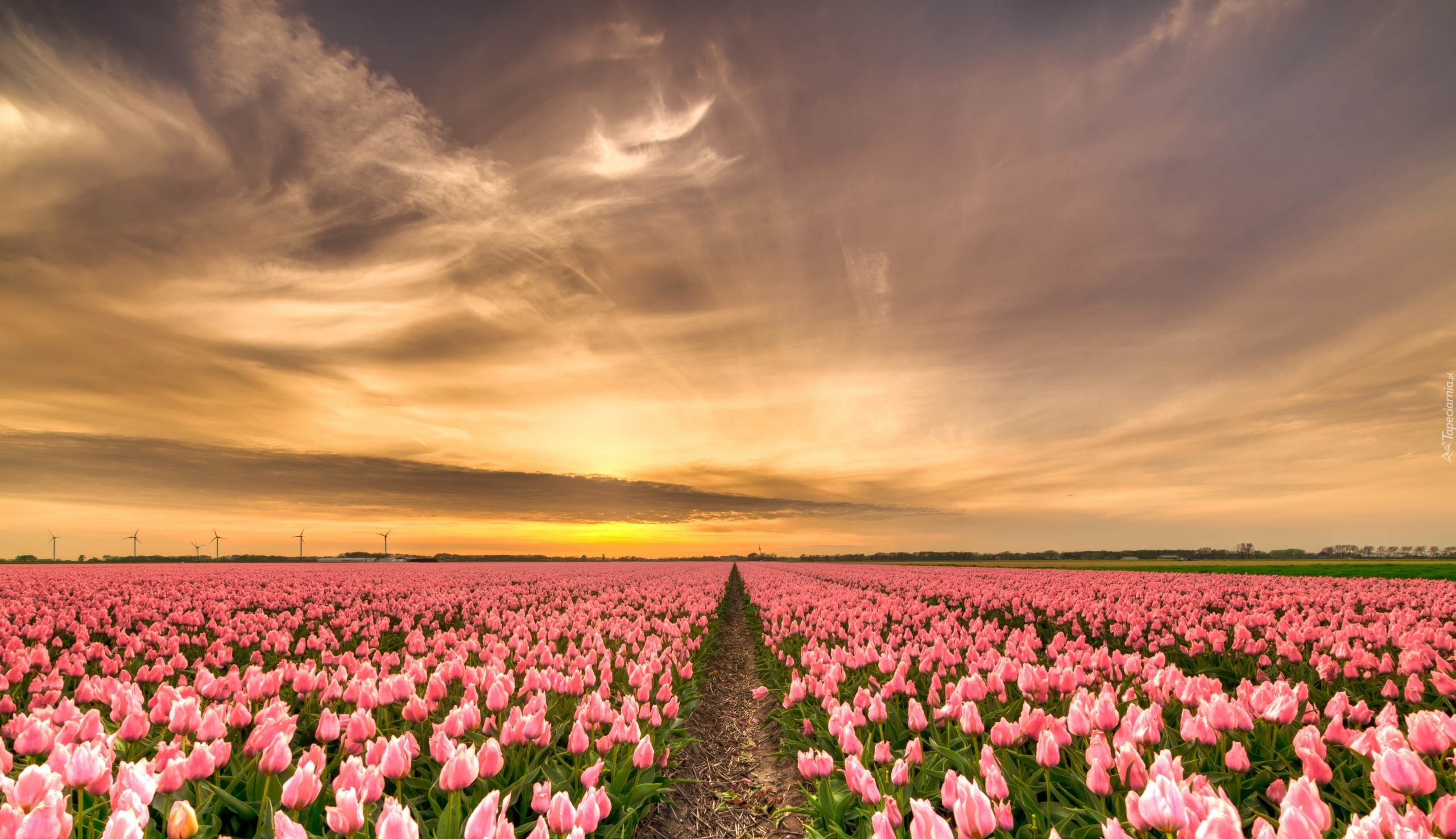 Plantacja, Różowe, Tulipany, Wschód słońca