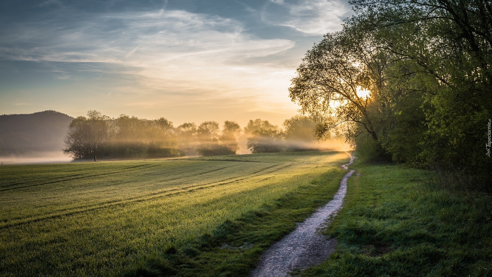 Pole, Droga, Drzewa, Wschód słońca, Mgła